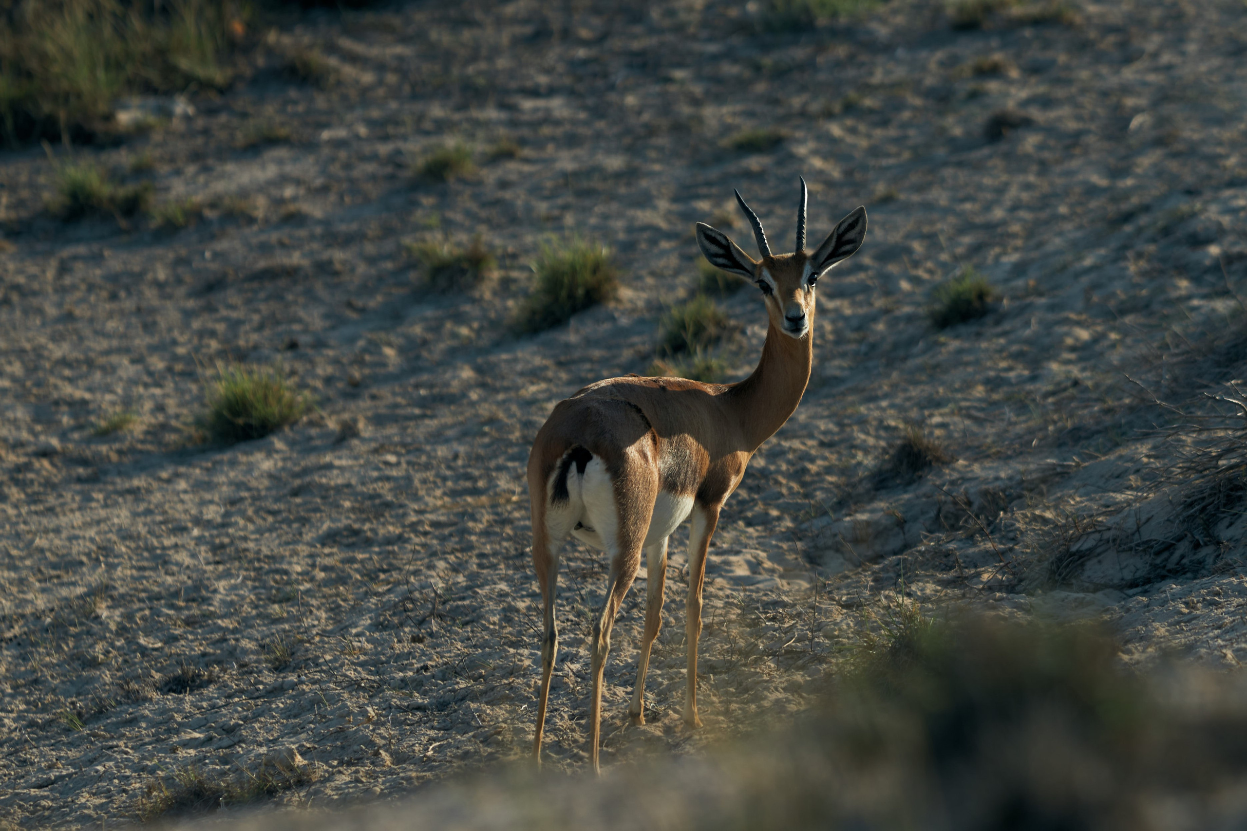 UAE GOLF. Фотограф Наталья Леонова