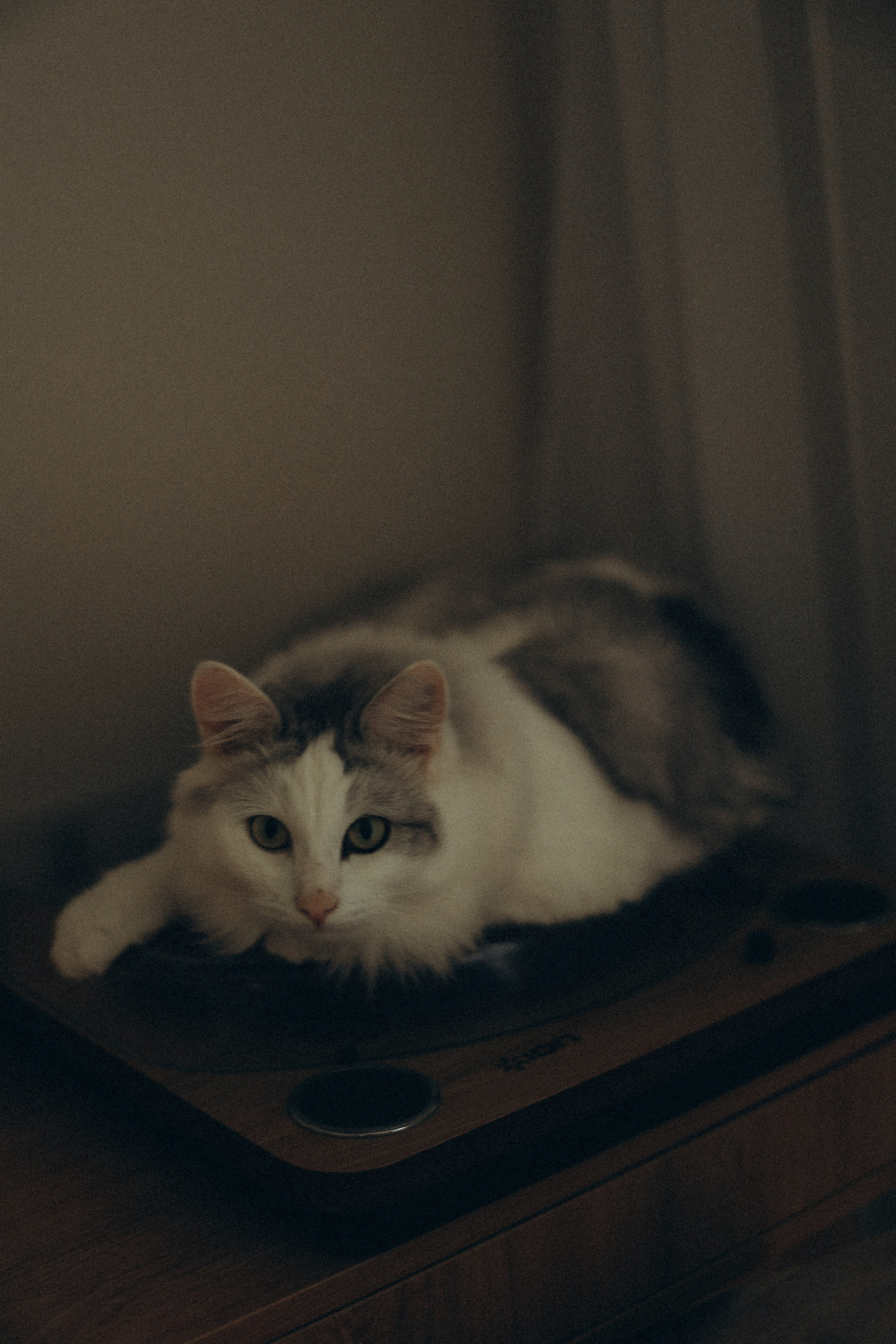 Настя, Саша и Василиса