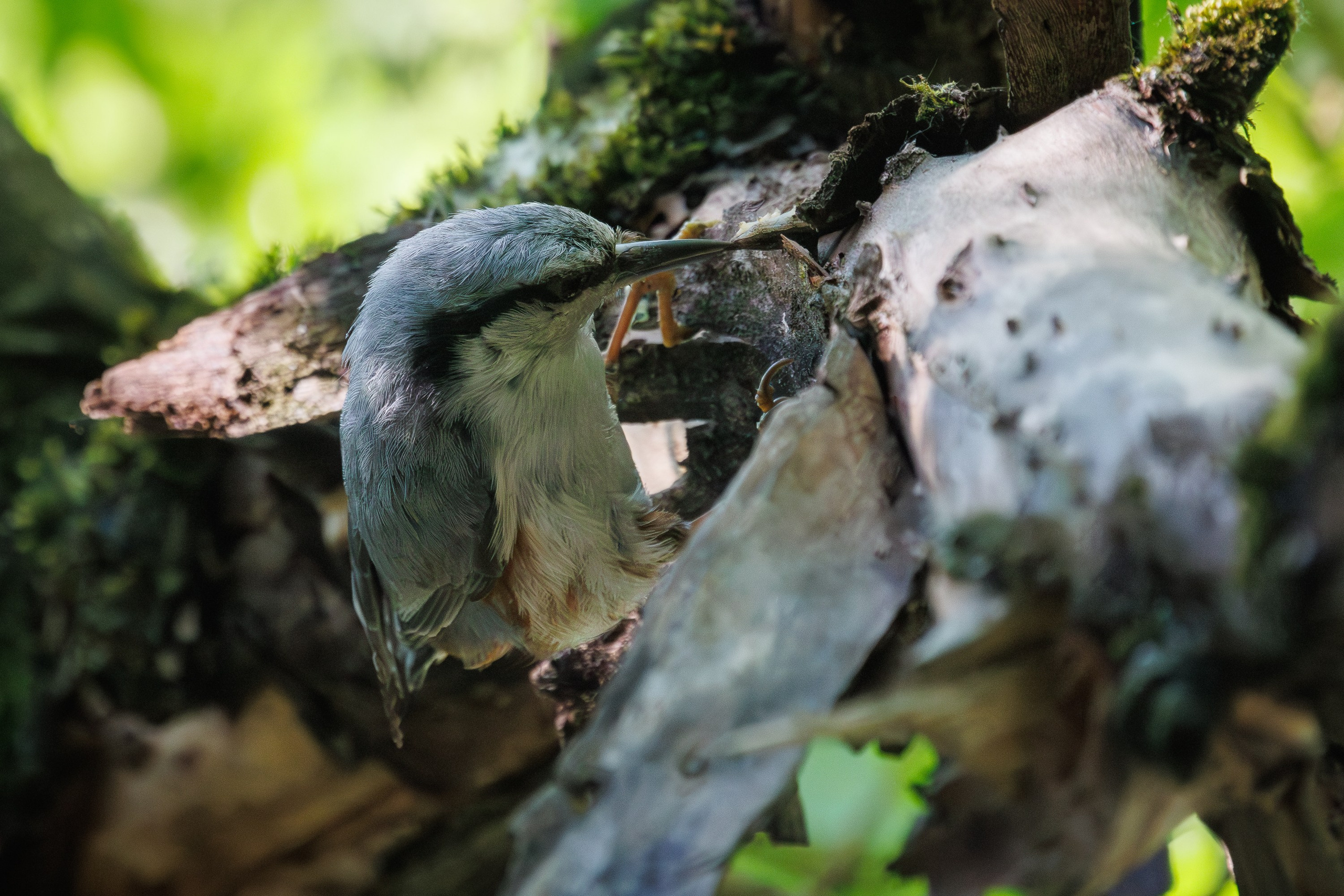 Поползень на охоте,  г. Люберцы, парк "Наташинский" Снято на Canon EOS R8, RF 600 mm f11.