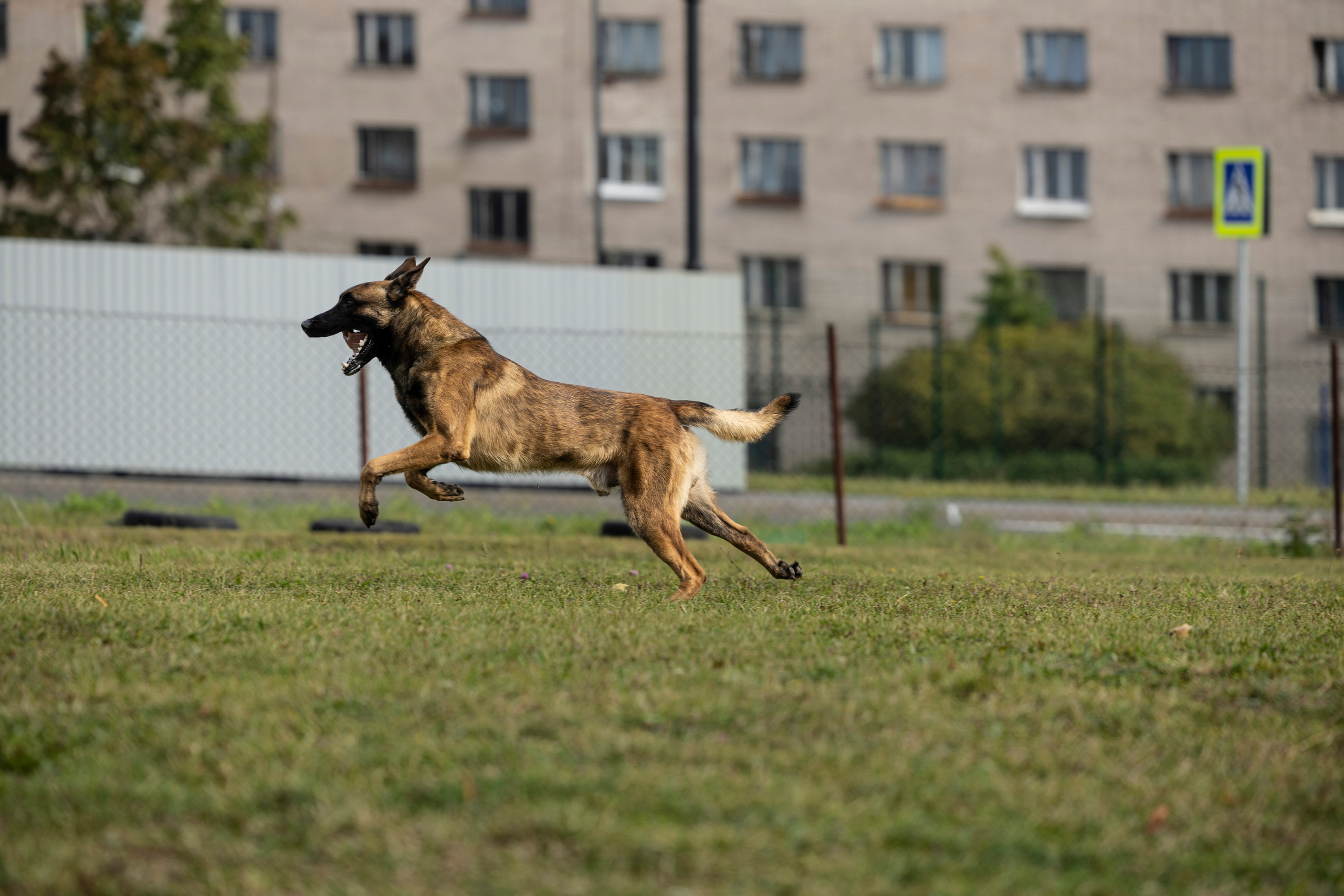 Испытания по Мондьорингу г. Пушкин. Фотограф-анималист Анна Маринич