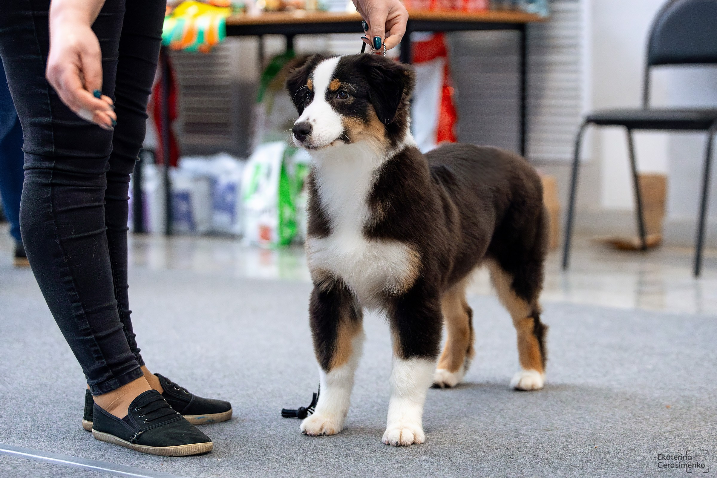 18 января 2025, Выставка РКФ, г. Пермь. Htykk_photo