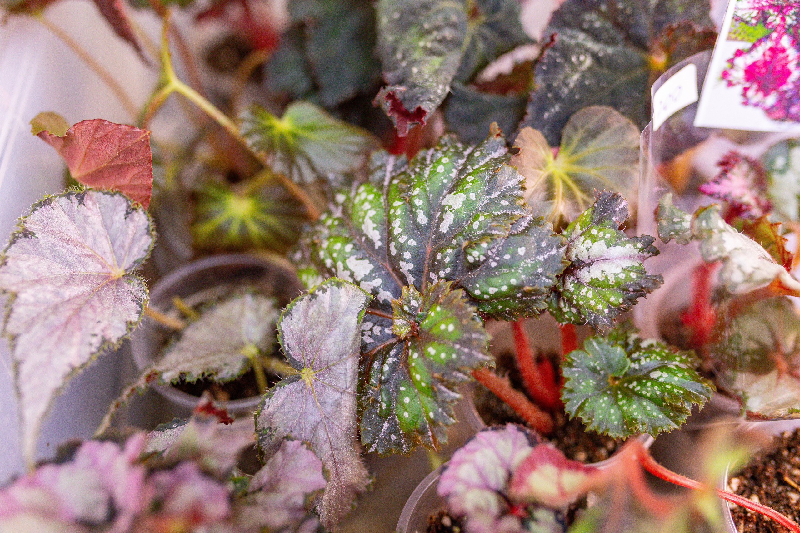 Монстериум 11–12 октября. Александра Куликова фотограф, Москва