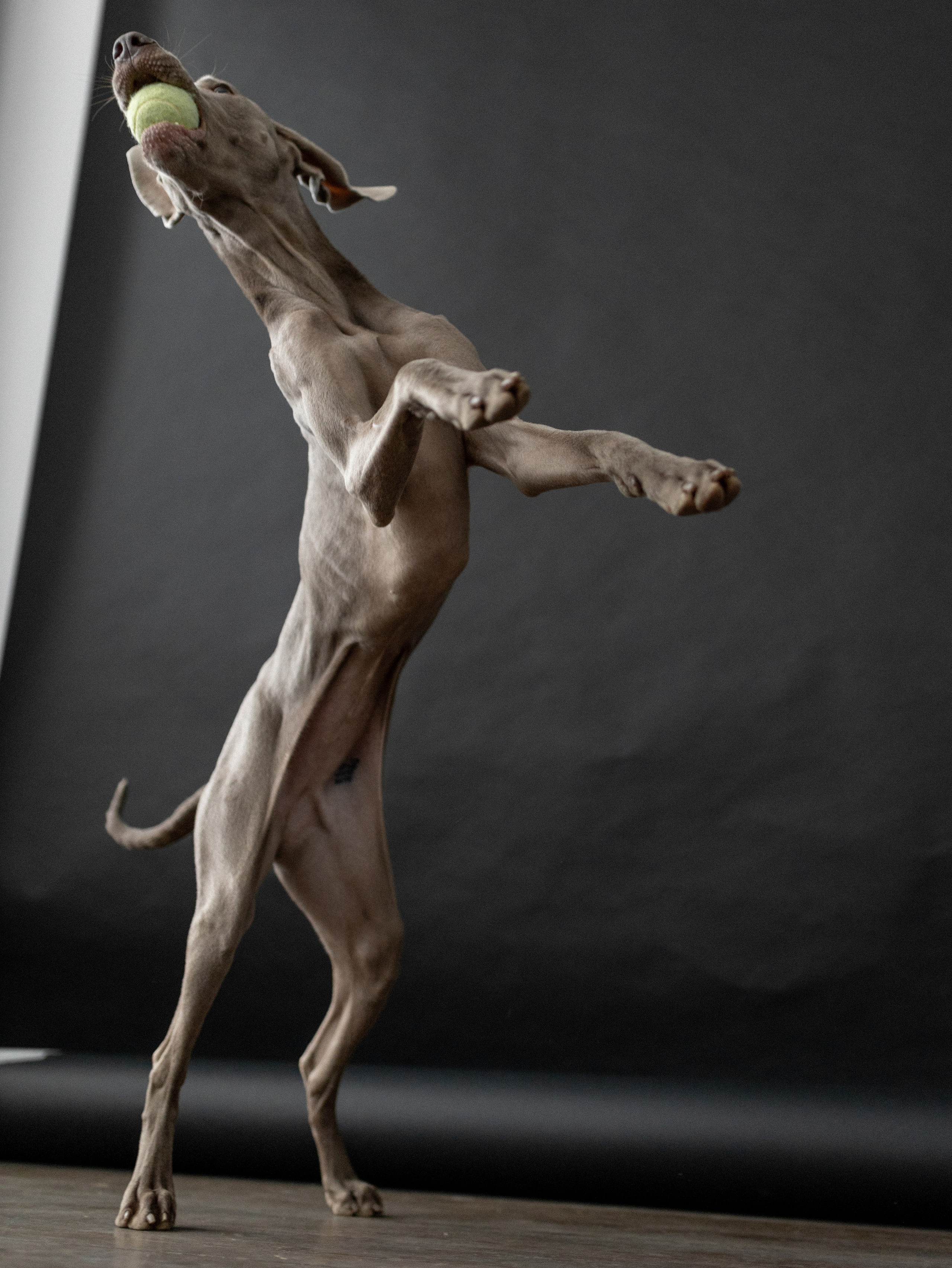 Сенча и Даша. Фотограф-анималист в Москве Кириллова Татьяна