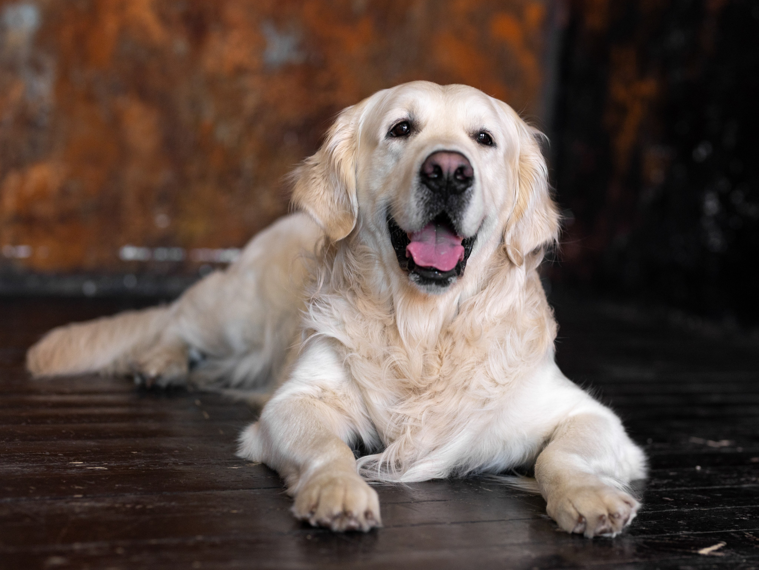 Энди и Настя. Фотограф-анималист в Москве Кириллова Татьяна