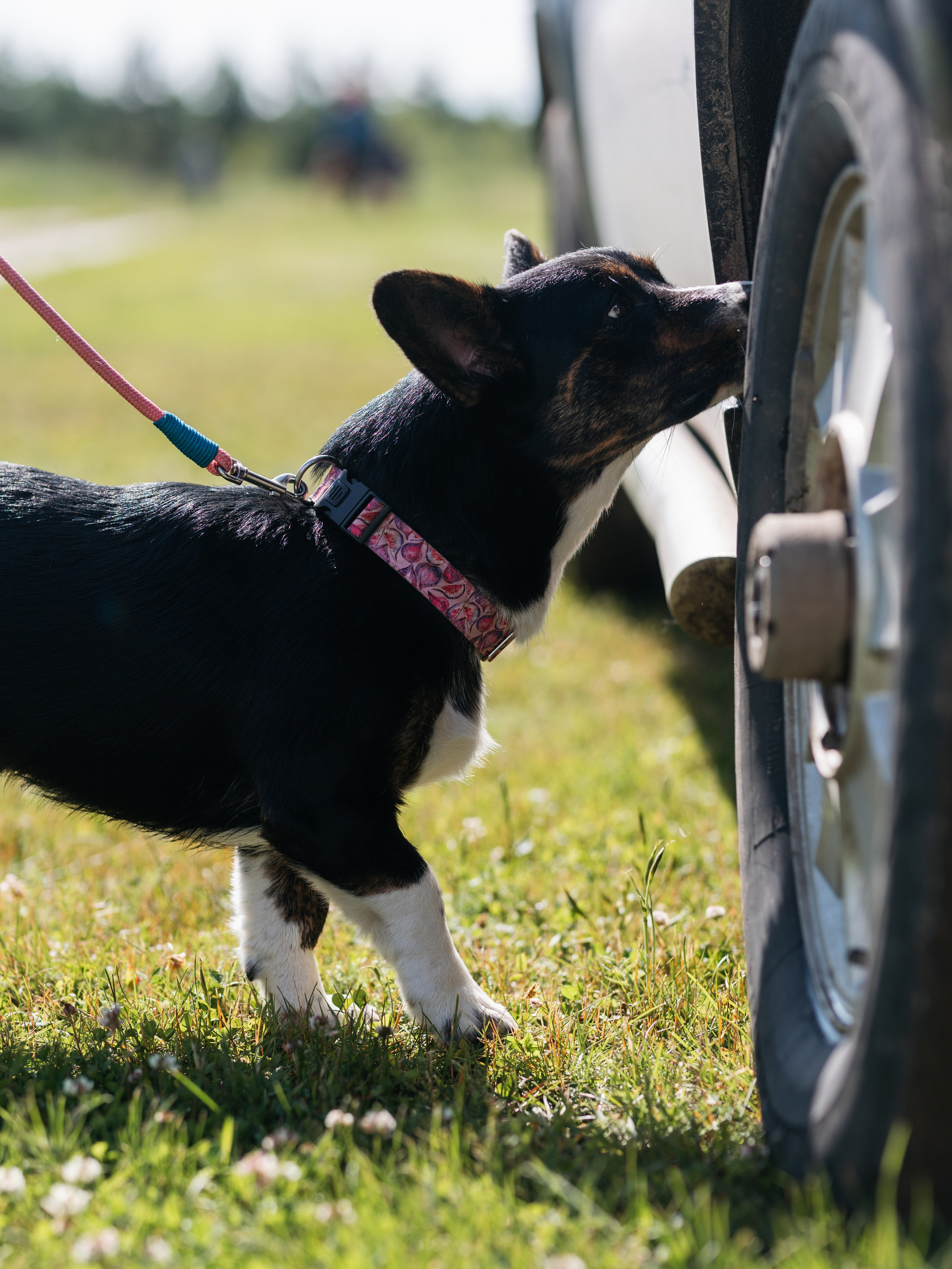 Лагерь ноузворк. Фотограф-анималист в Москве Кириллова Татьяна