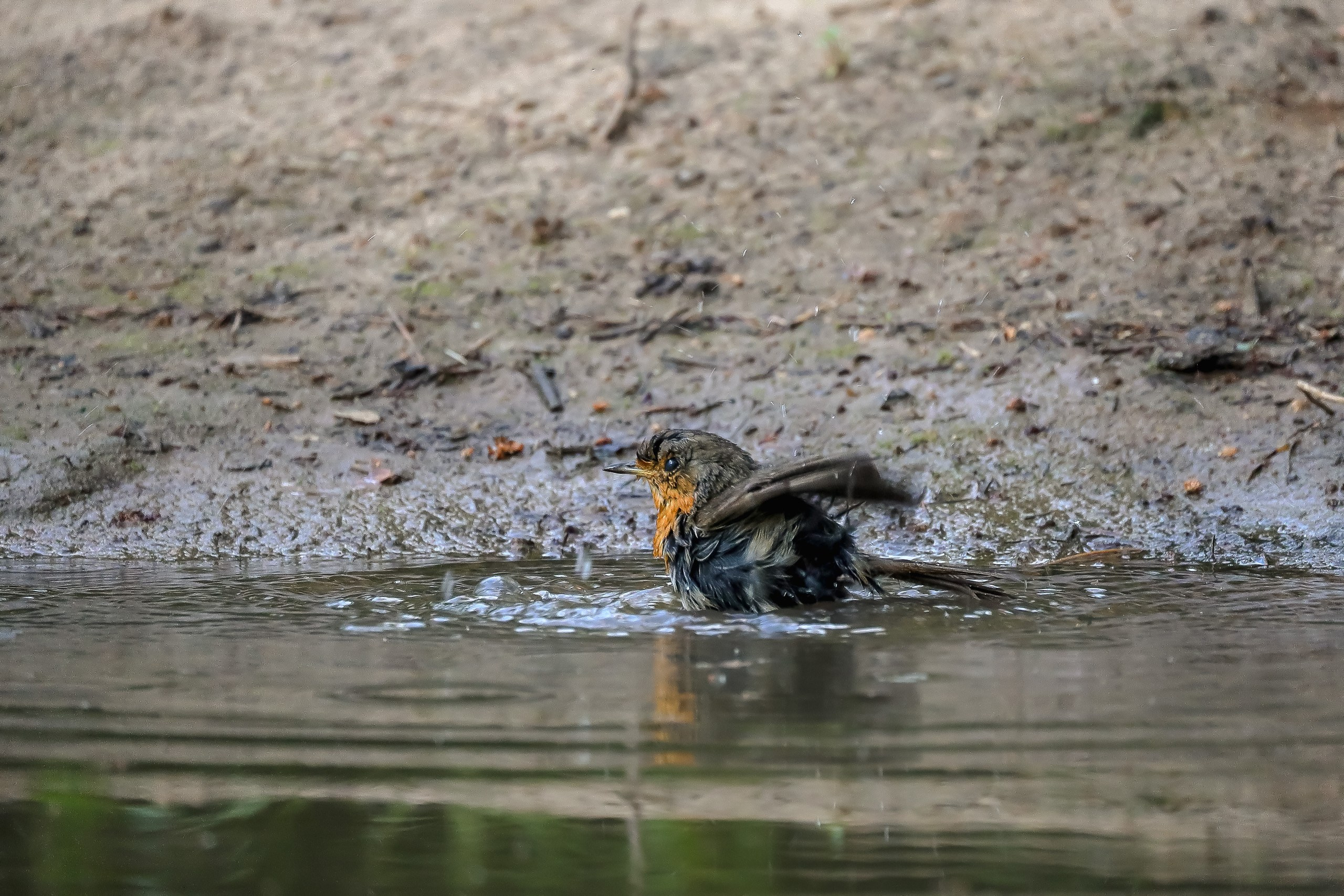 Купание малиновки (или зарянки)