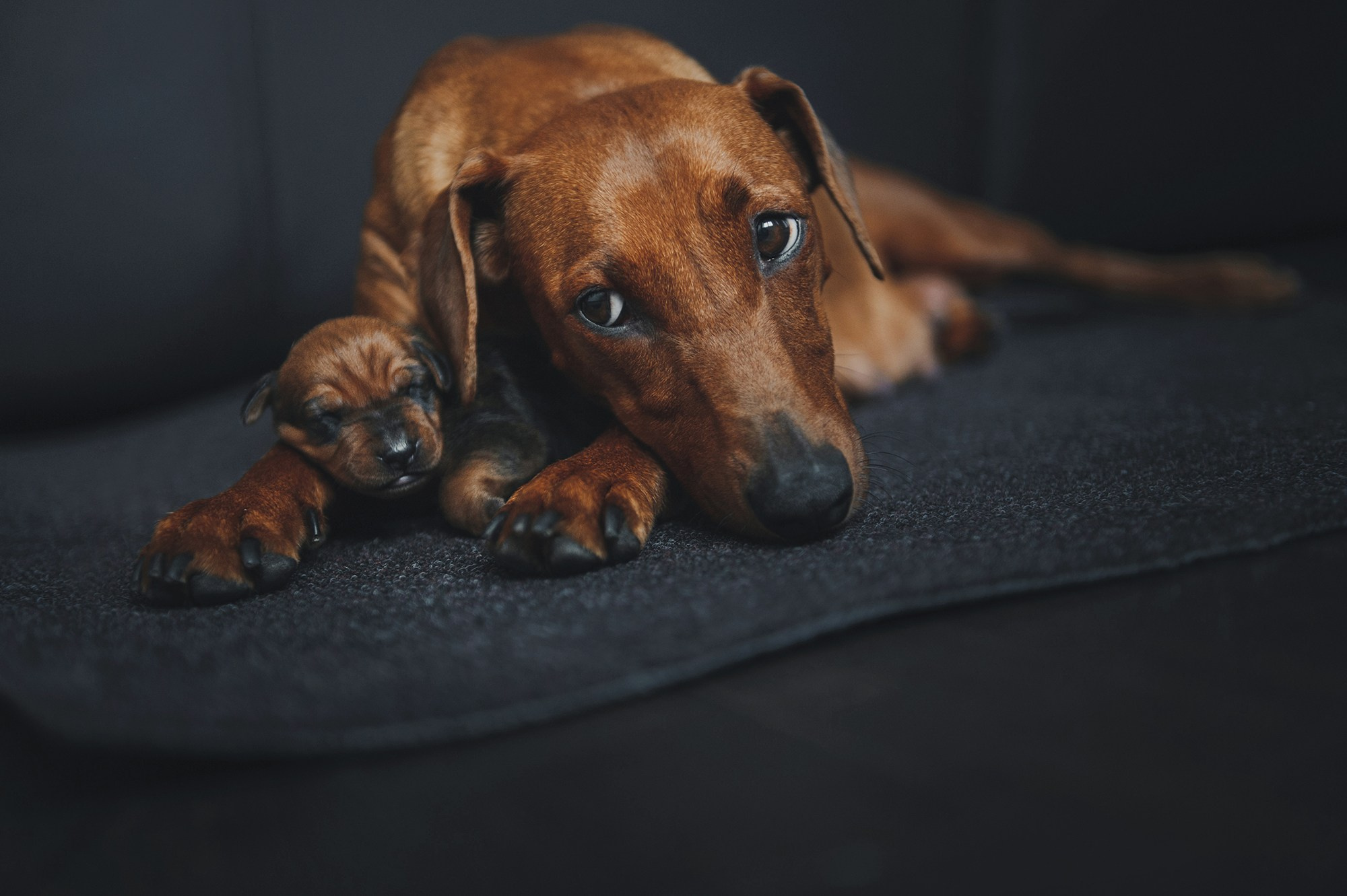 Щенки. Фотограф Анна Тюрина