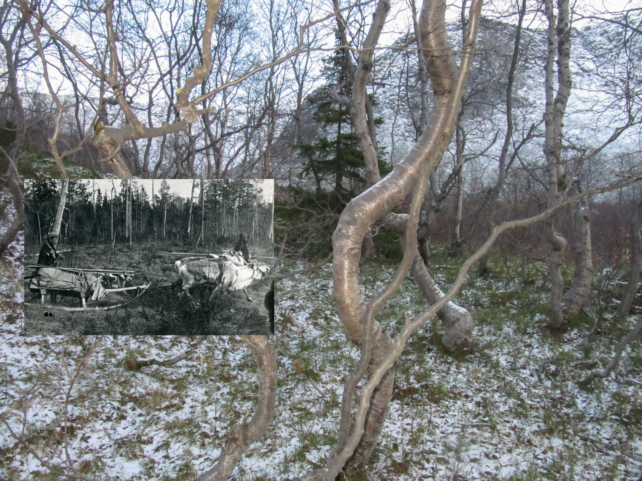 Шлейфы и сполохи. Alexey syrov / Visual artist