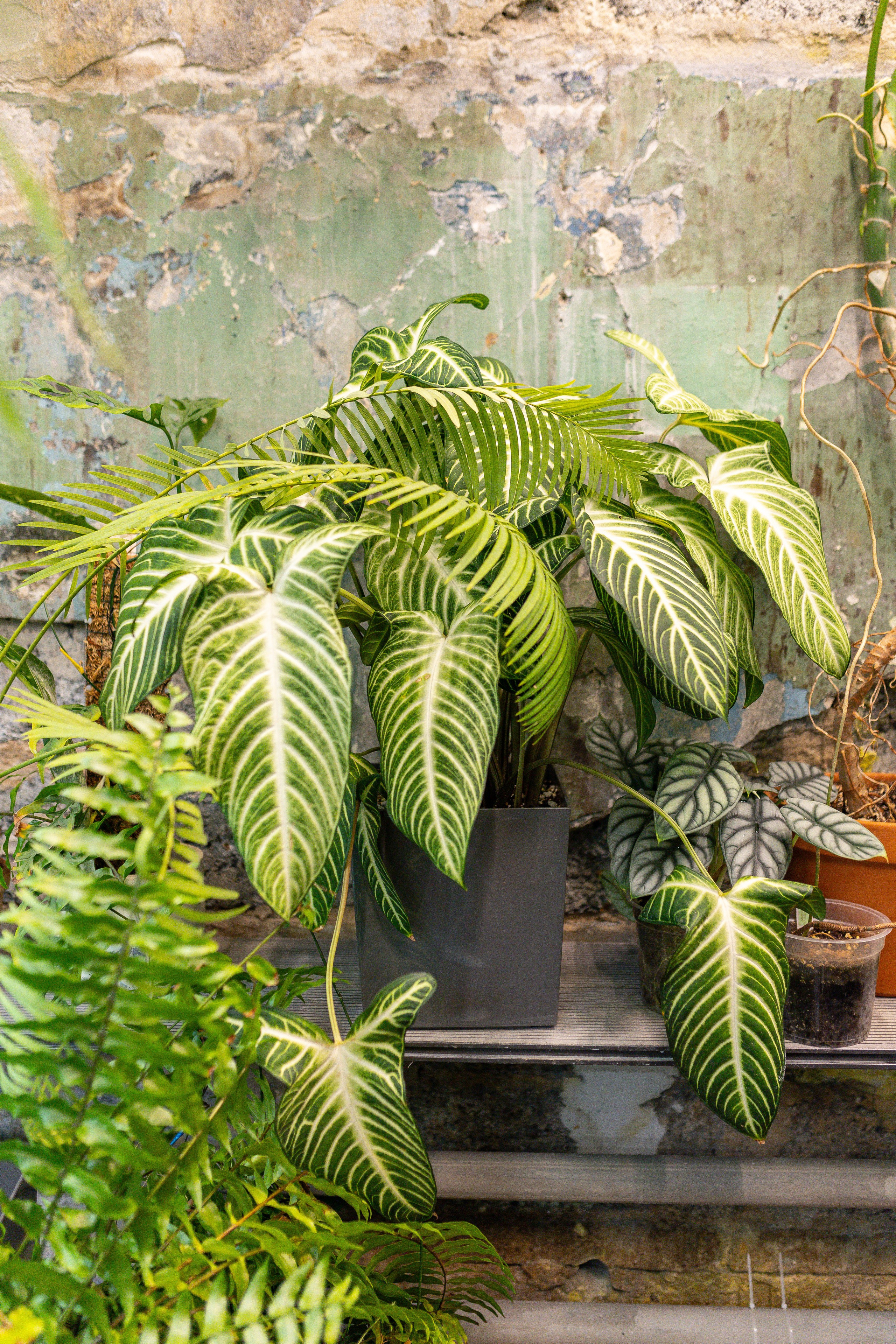 Green rare июнь 2025. Александра Куликова фотограф, Москва