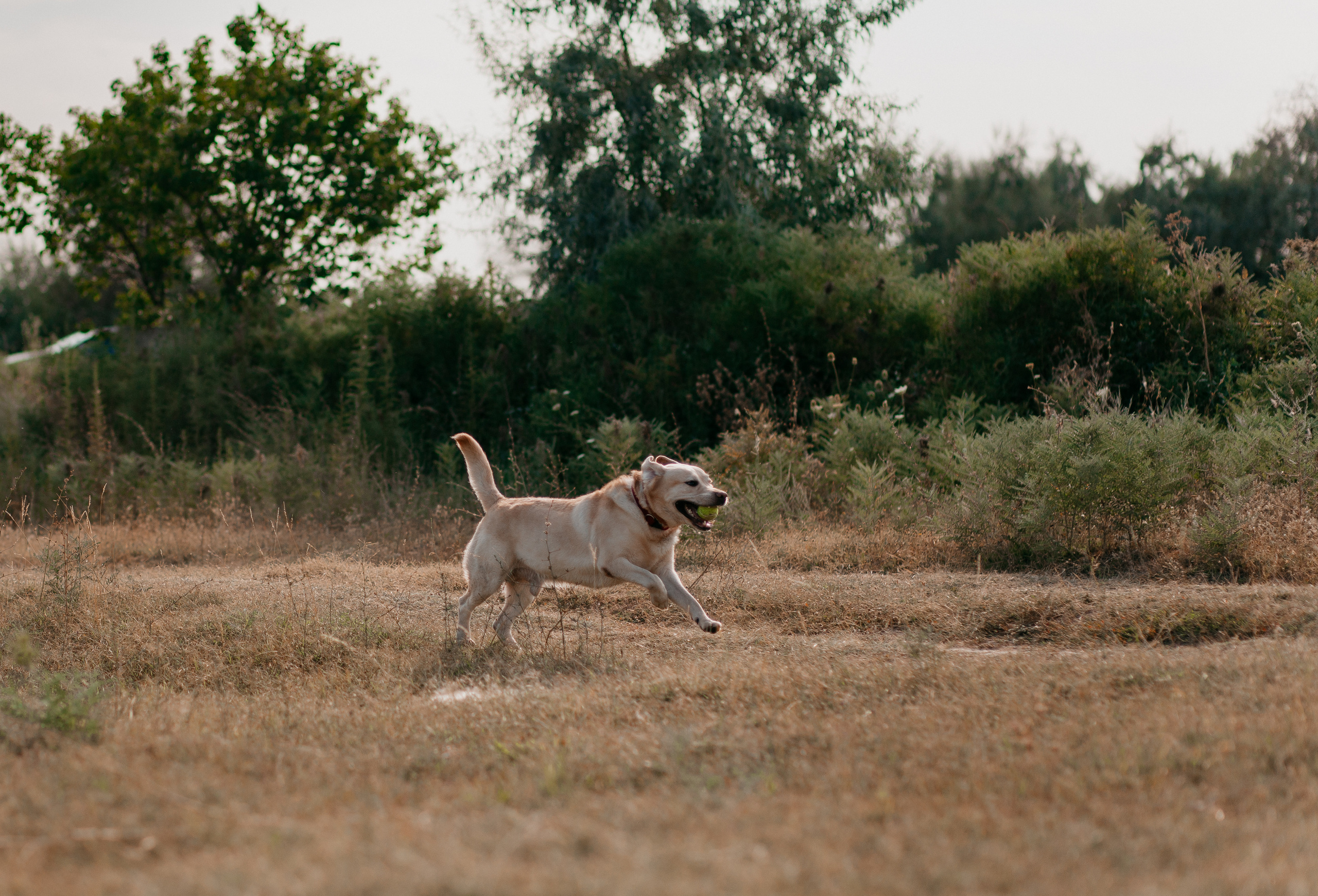 В ожидании Чуда. Свадебный и семейный фотограф в Алматы Laura Dosmann