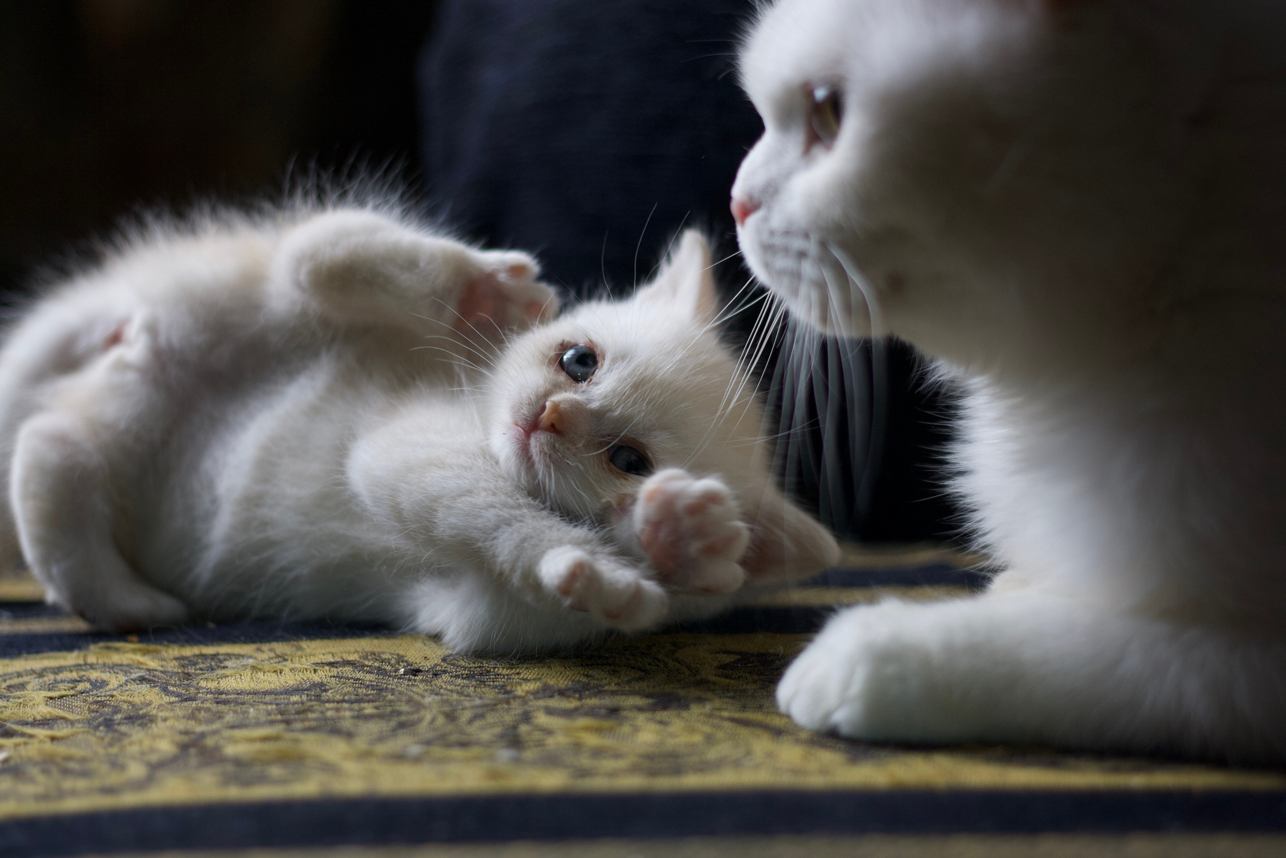 Кошачьи фотосессии. Художественный фотограф в Санкт-Петербурге Елизавета Чева