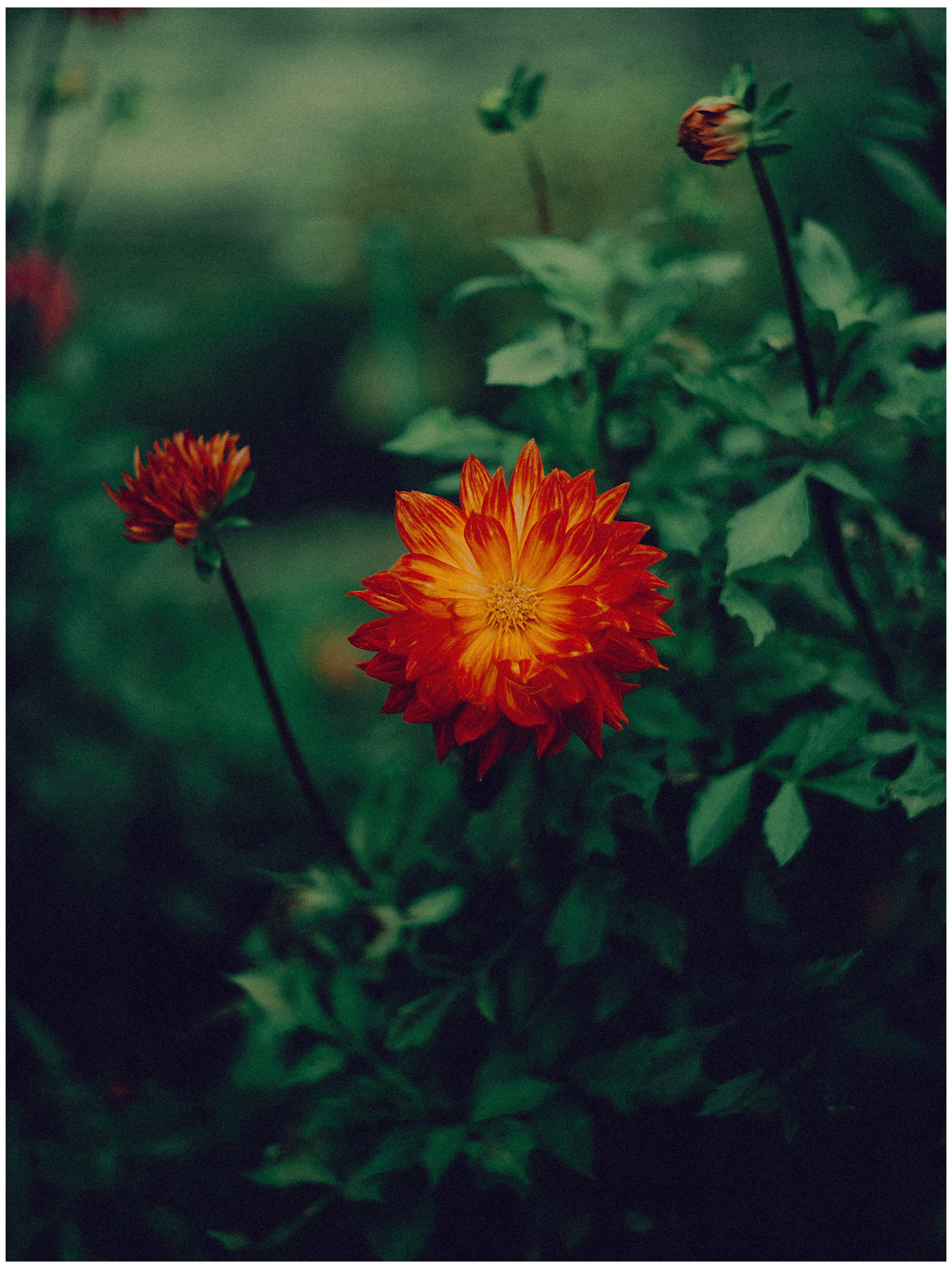 Botanical. Портретный и свадебный фотограф в Москве и Санкт-Петербурге. Учитель фотографии онлайн и оффлайн