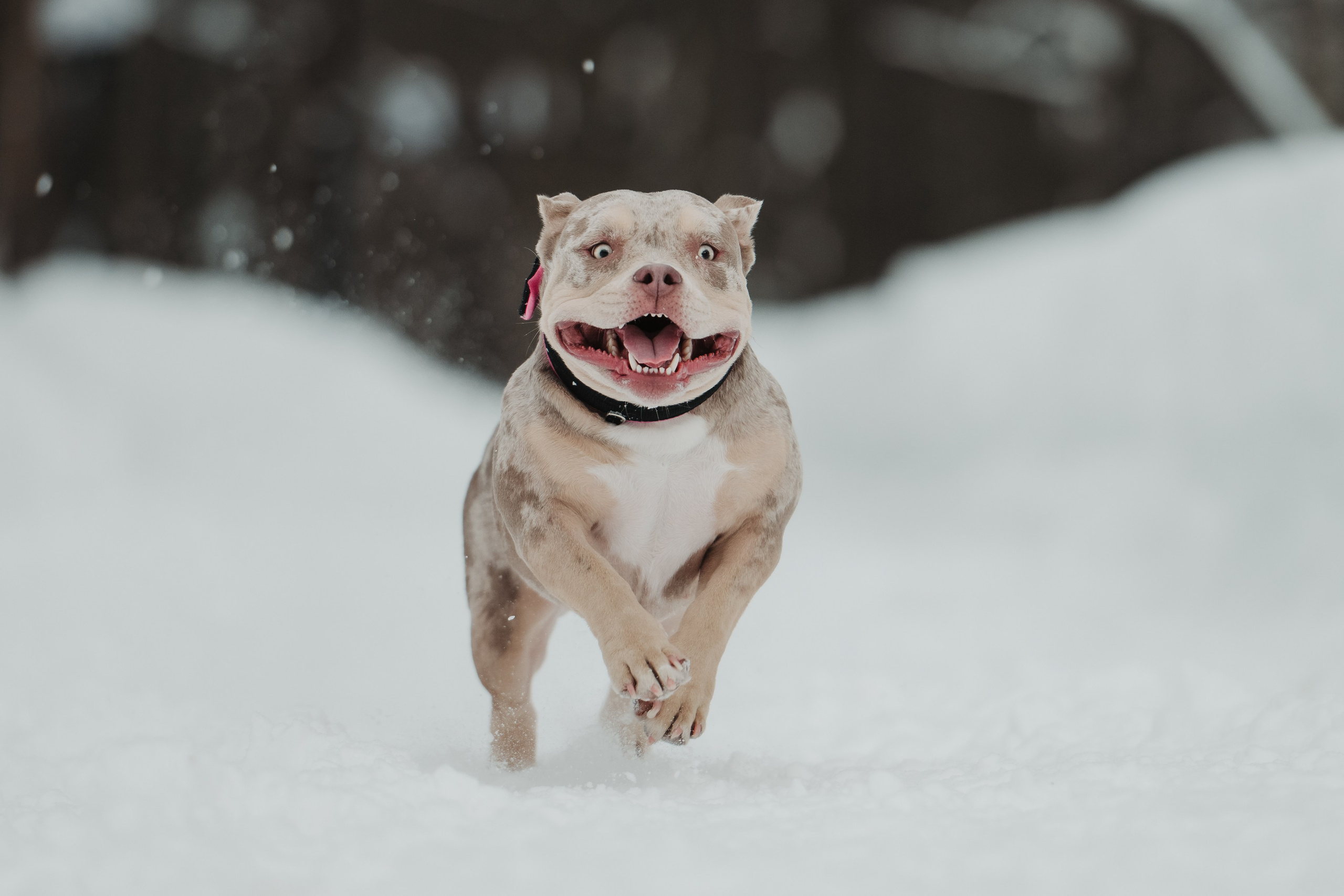 Зимняя LOVE STORY Вики, Артёма и Булочки. Семейный Фотограф в Москве Ирина Хохлова