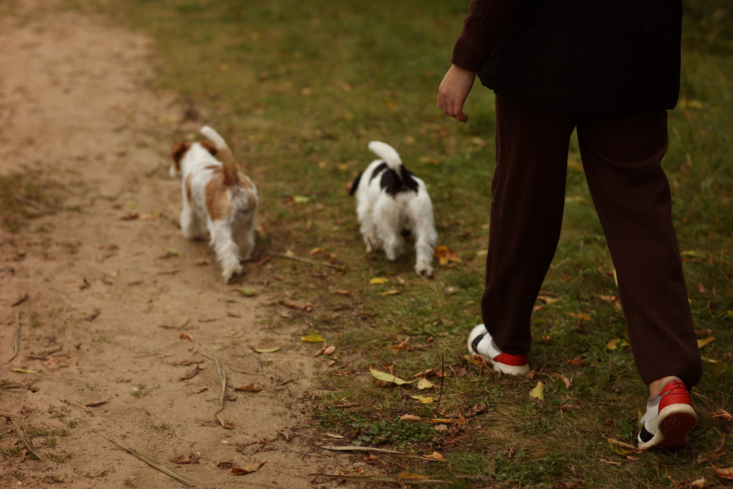 Аня, Броша и Марс. Фотограф — Анималист Наталья Тямушева