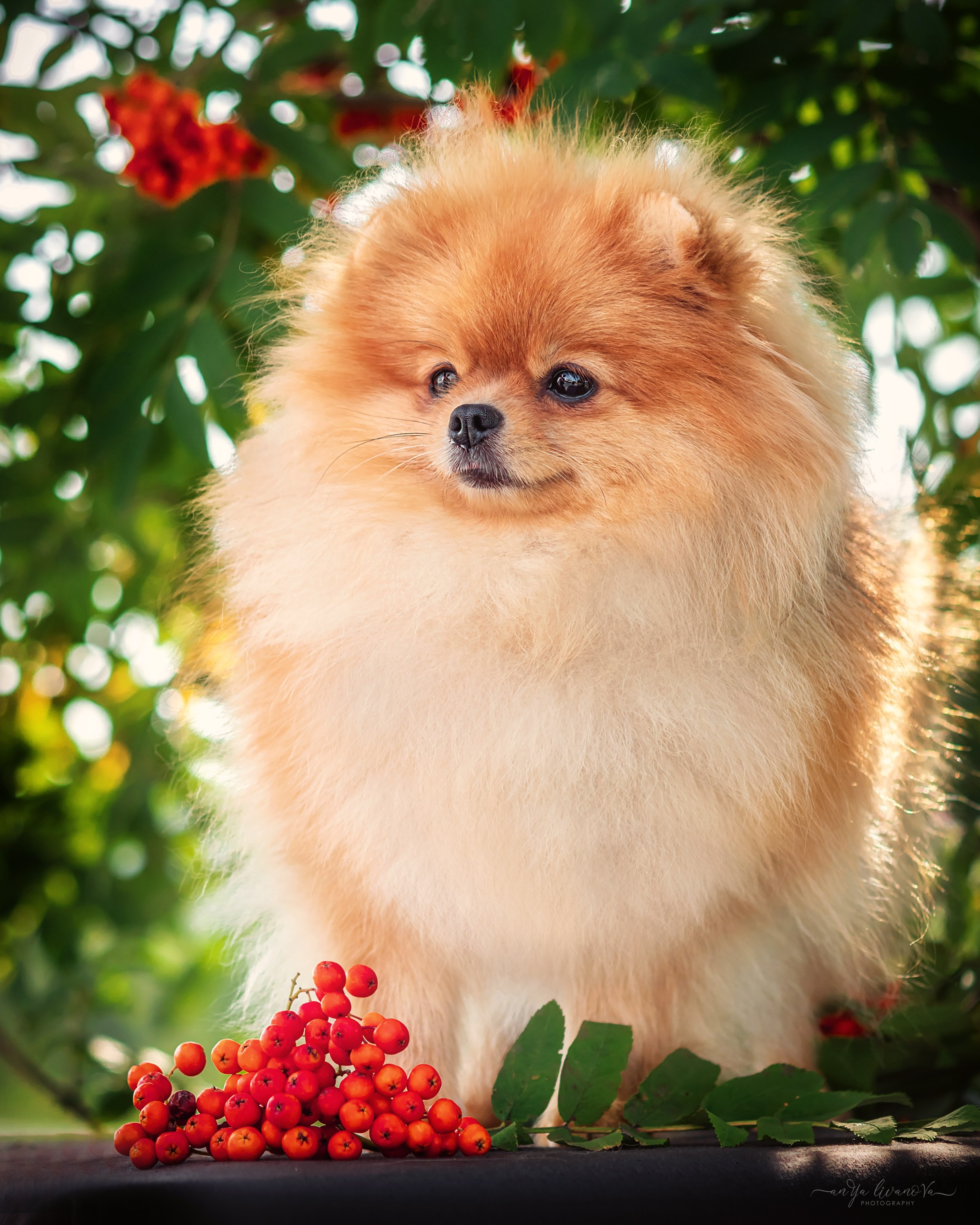 Рябинки. Фотограф анималист Аня Ливанова | Рыбинск