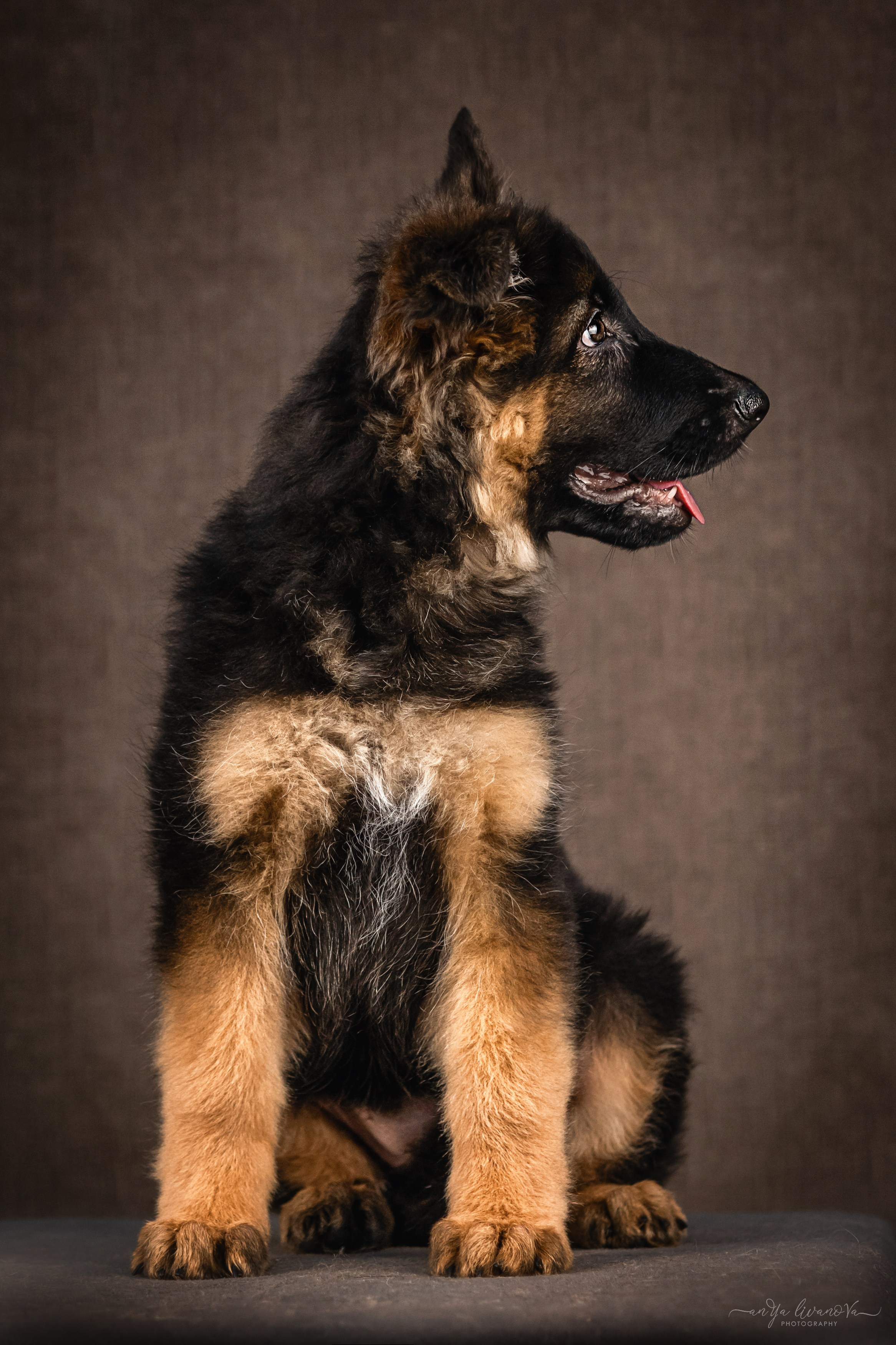 Овчарята. Фотограф анималист Аня Ливанова | Рыбинск