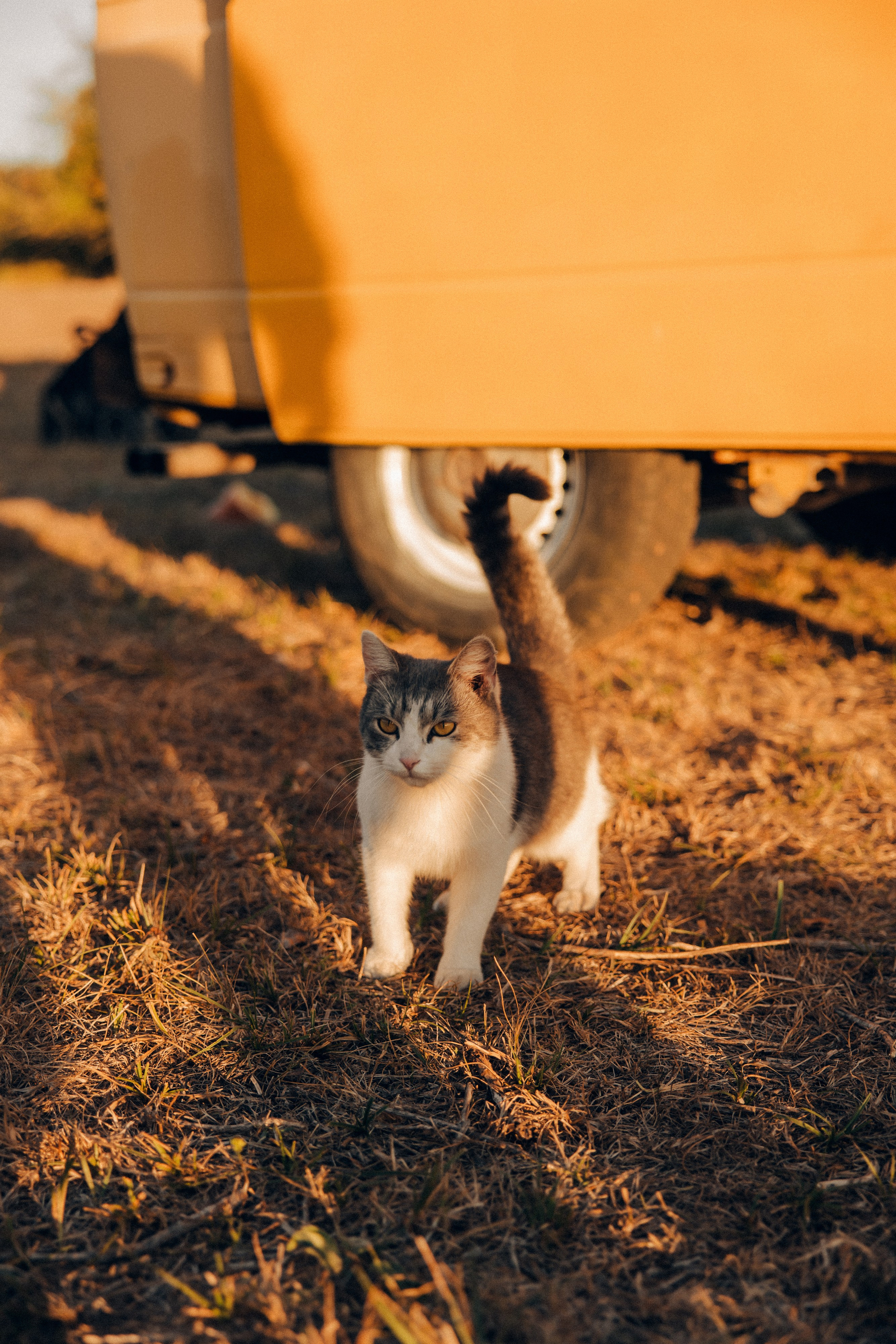Семейная история