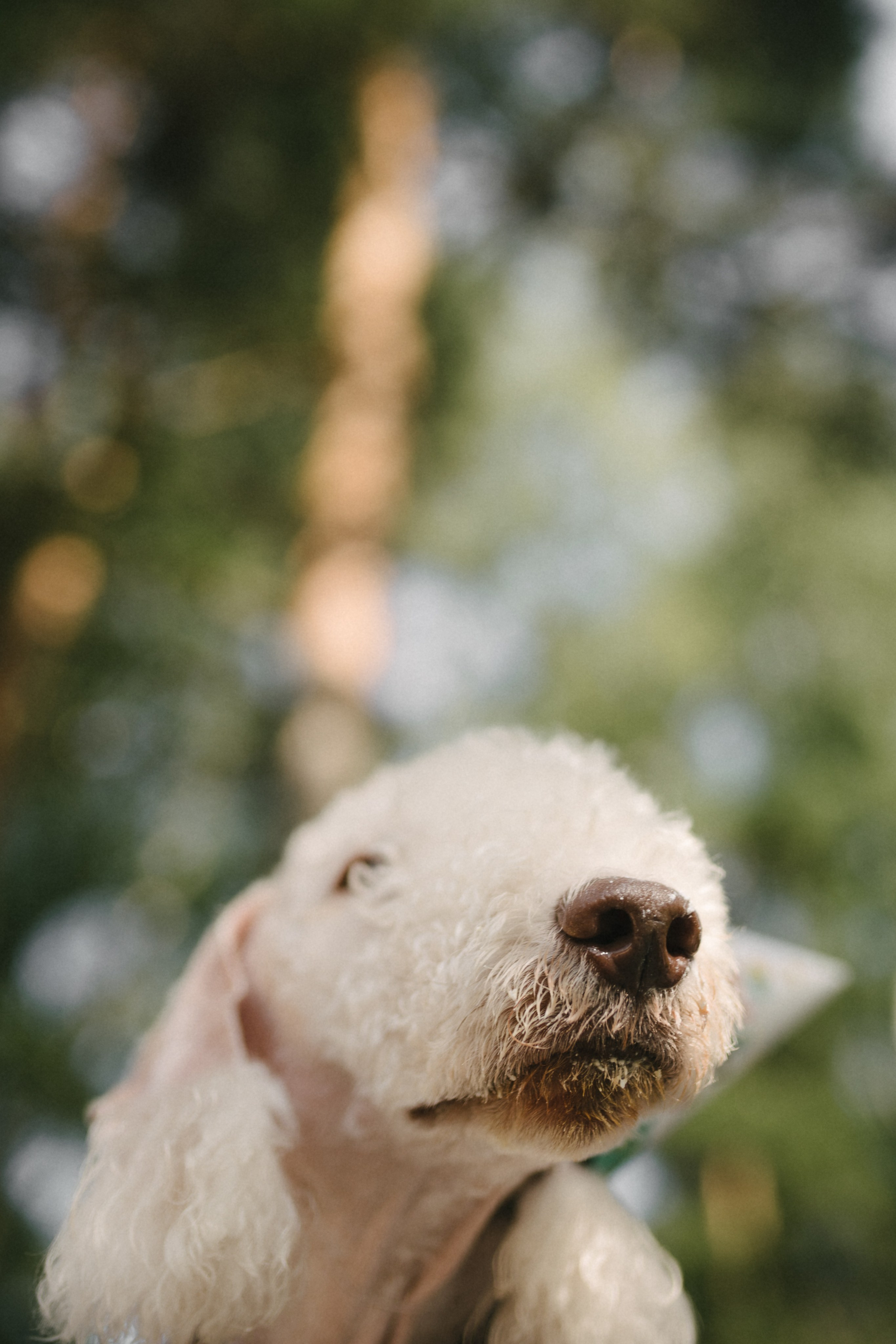 Лиза и Каспер. Фотограф анималист в Москве Ольга Агушева