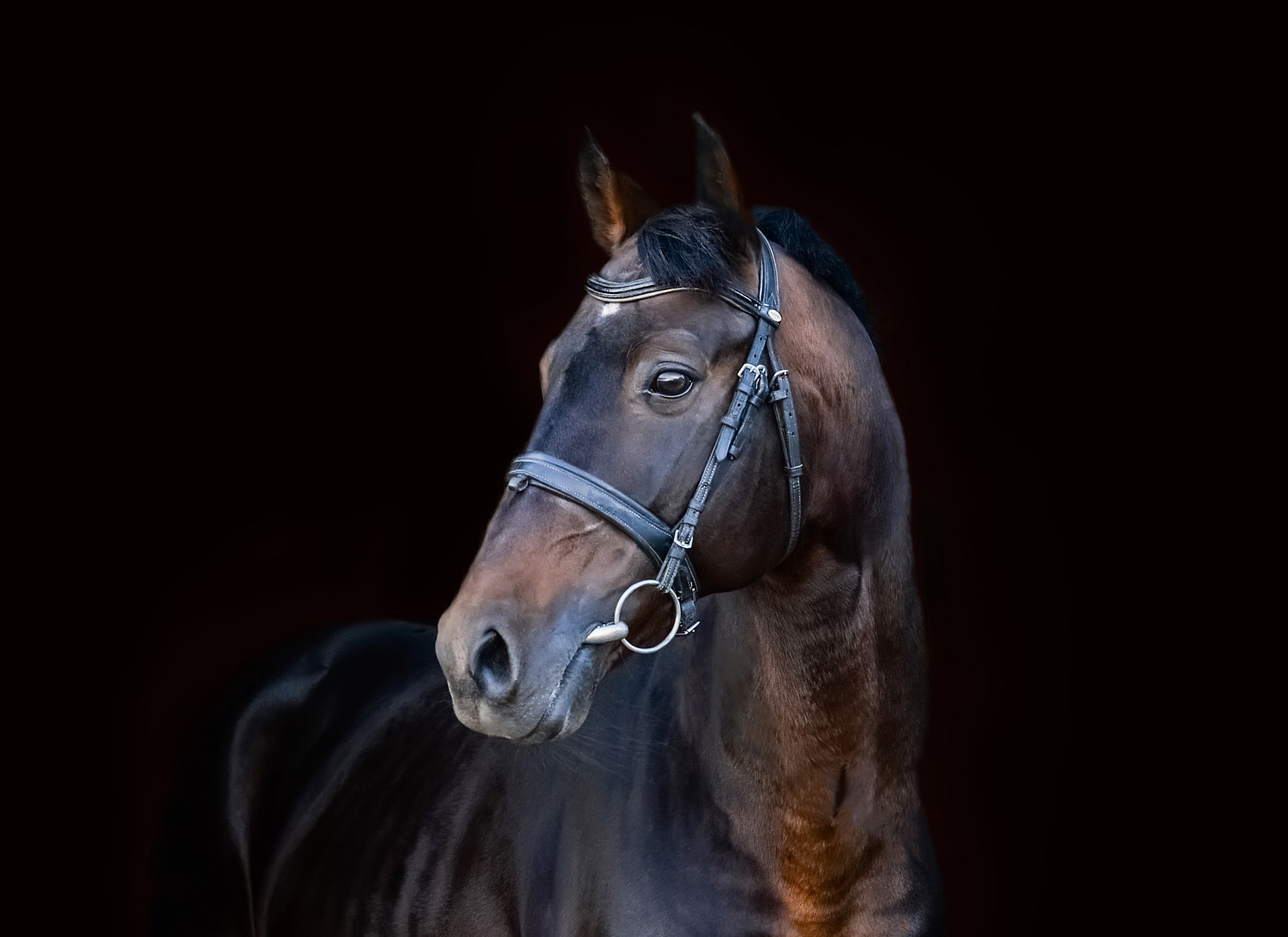 Съёмка лошадей. Конный портретный фотограф Наталья Шелест