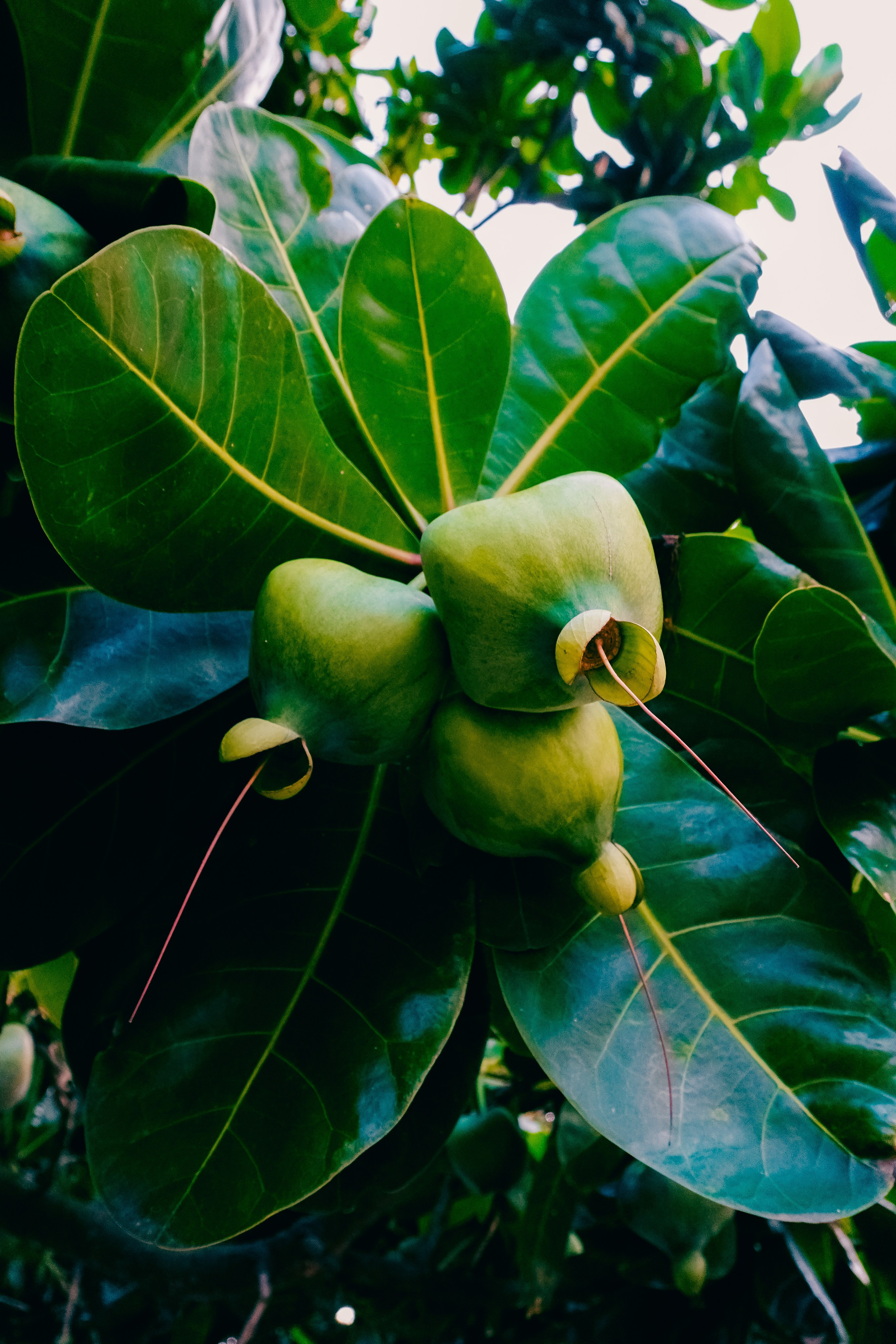 Шри-Ланка. Фотограф Алиса Аспер