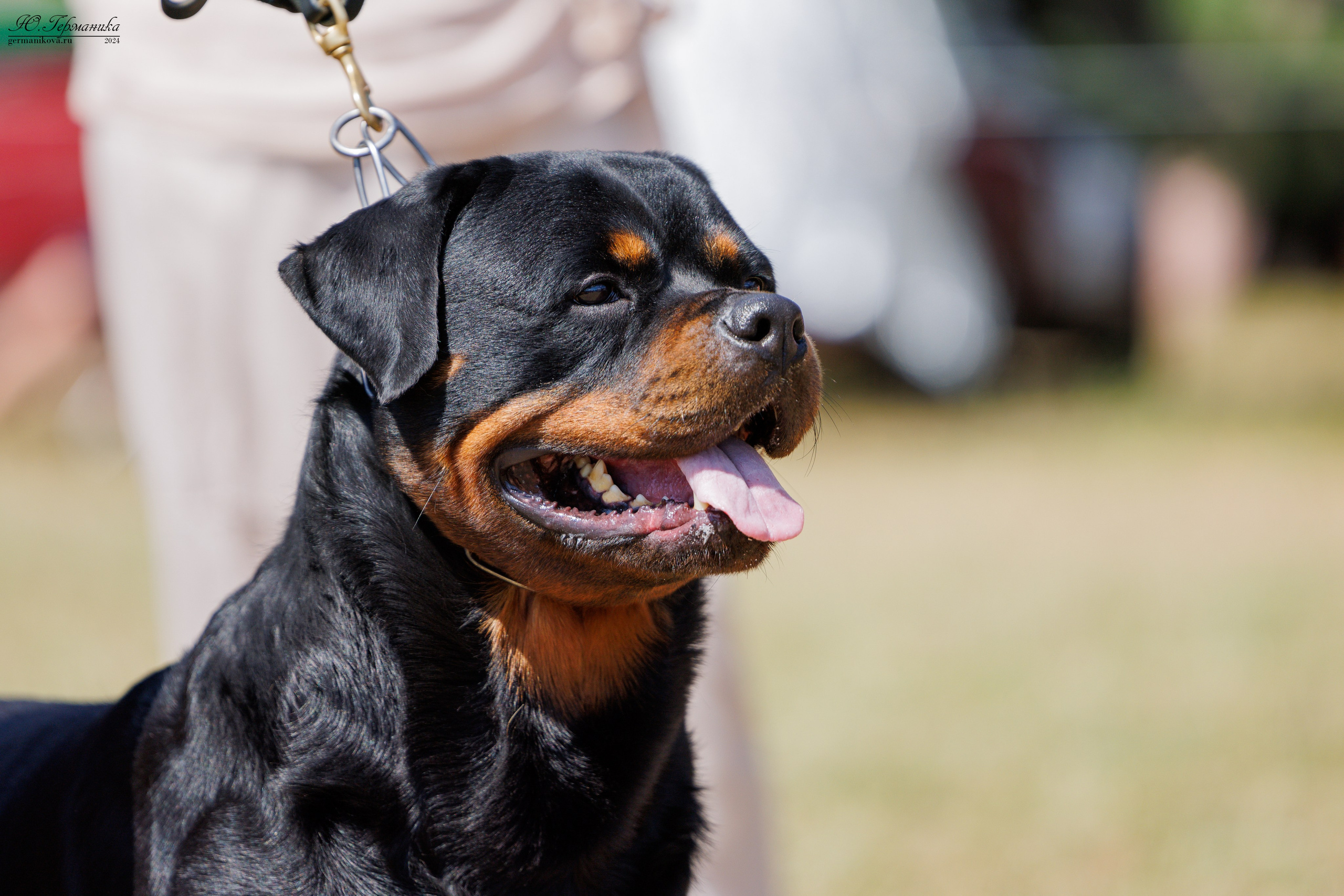 ПК и КЧК ротвейлеры Тверь 6-7.07.2024. Фотограф-анималист Юлия Германика