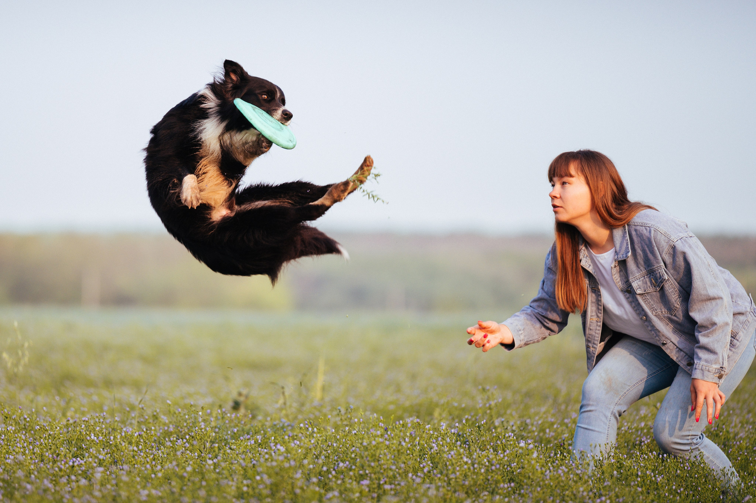Прогулка на рассвете с бордер-колли. Фотограф в Ростове —на — Дону