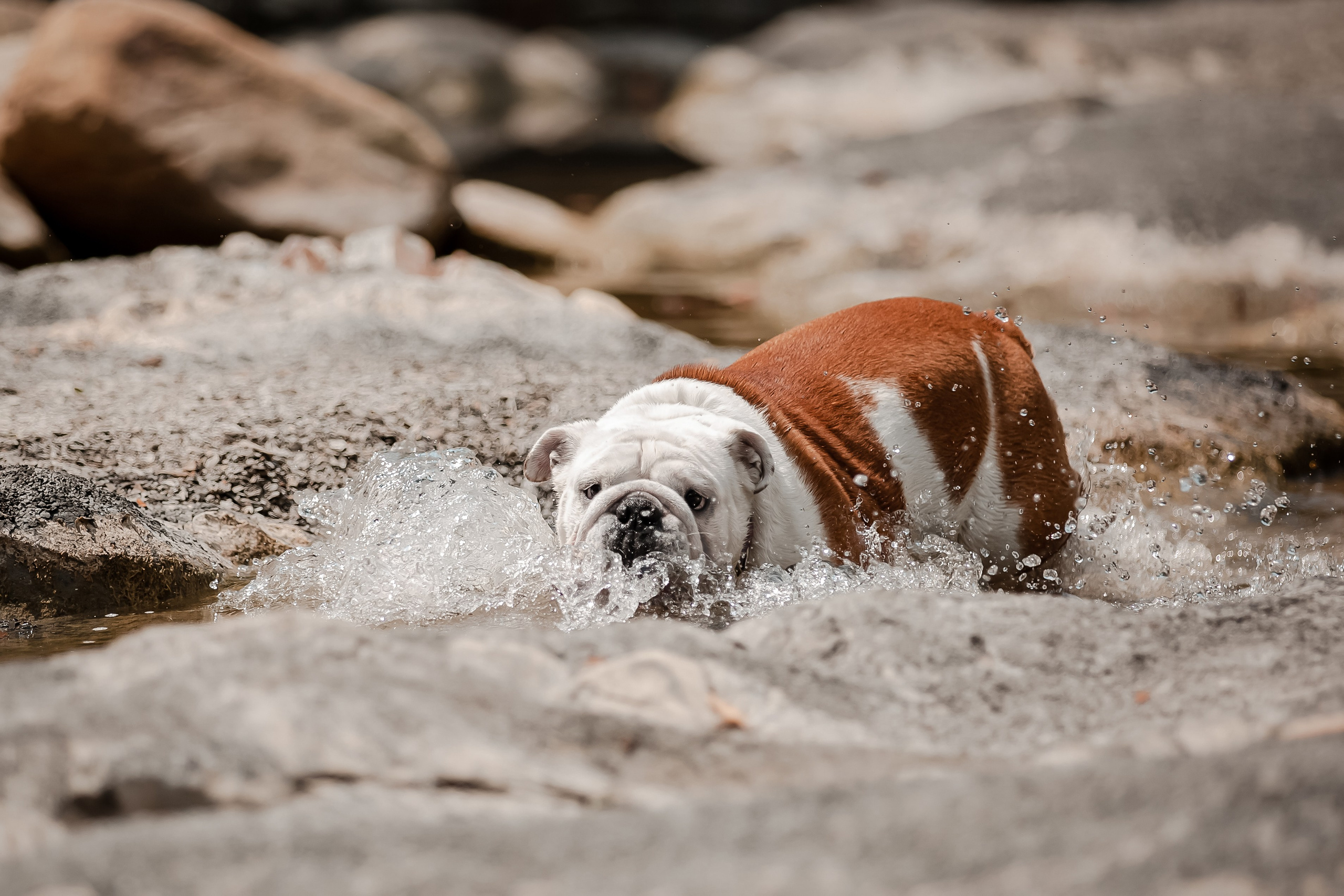 Фотосессия английского бульдога на речке. Фотограф-анималист в Краснодаре Маша Мельникова
