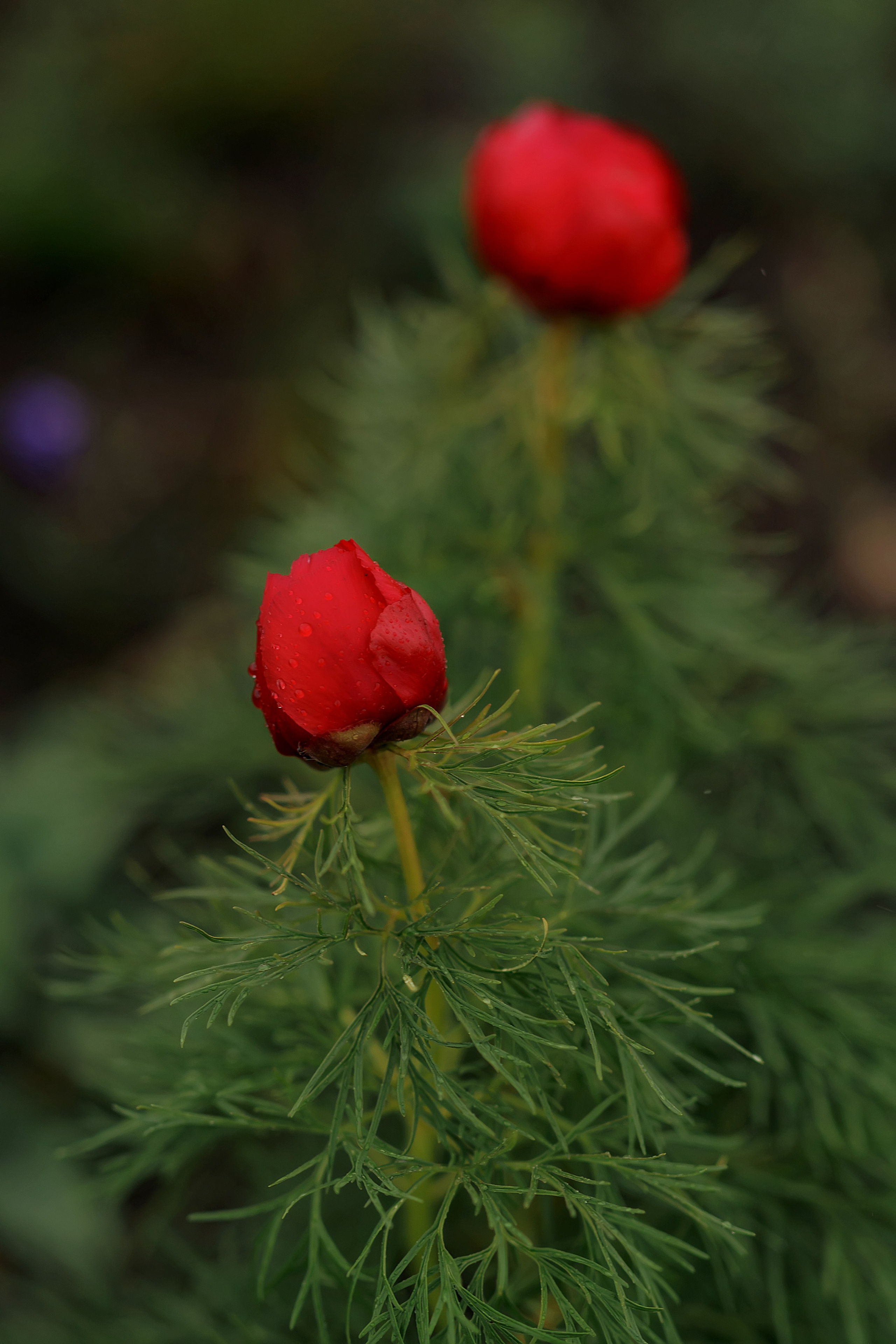 Семейный и детский фотограф в Москве Таня Лисицкая