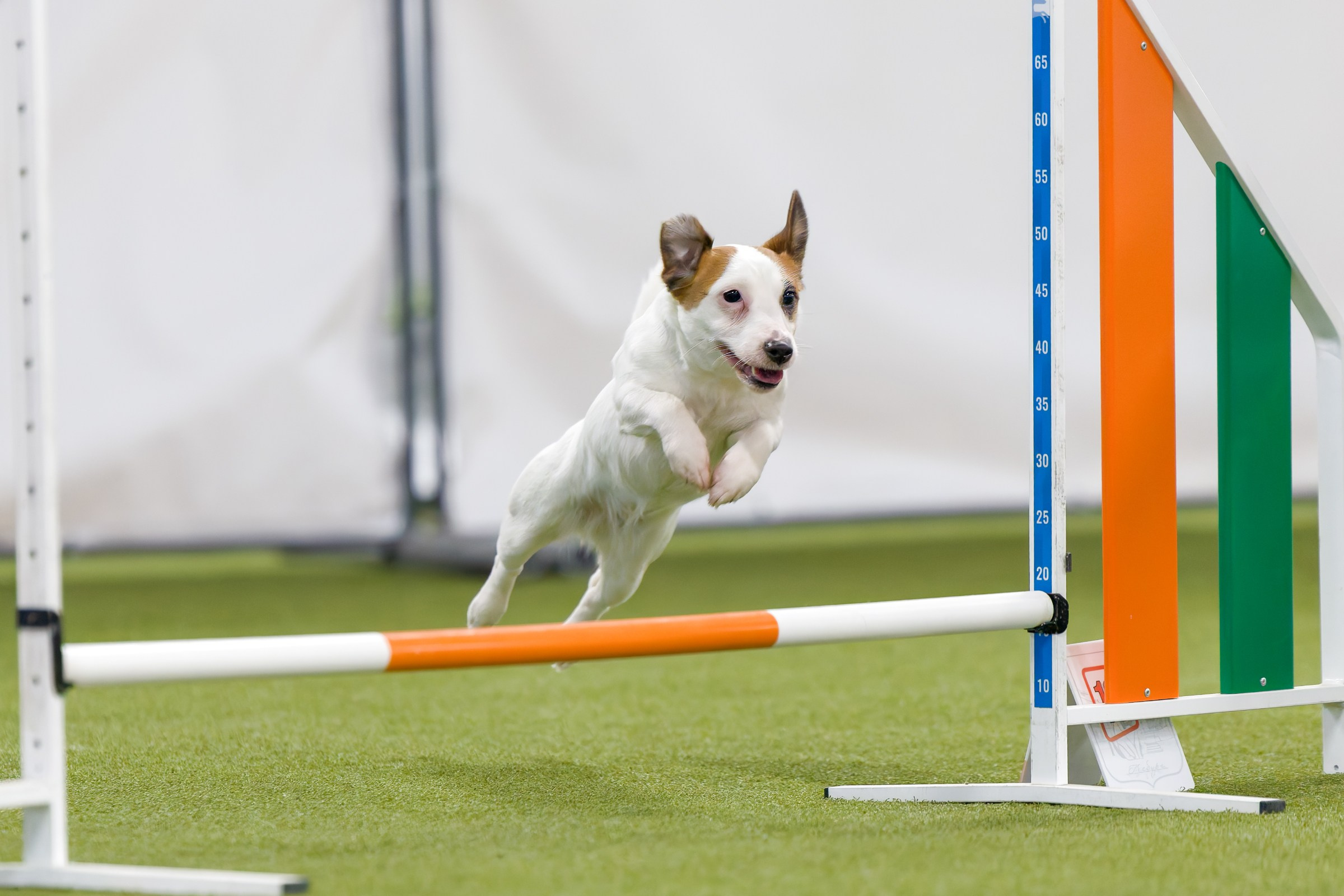 День рождения Пёсбурга — февраль 2025. Irenephoto.ru