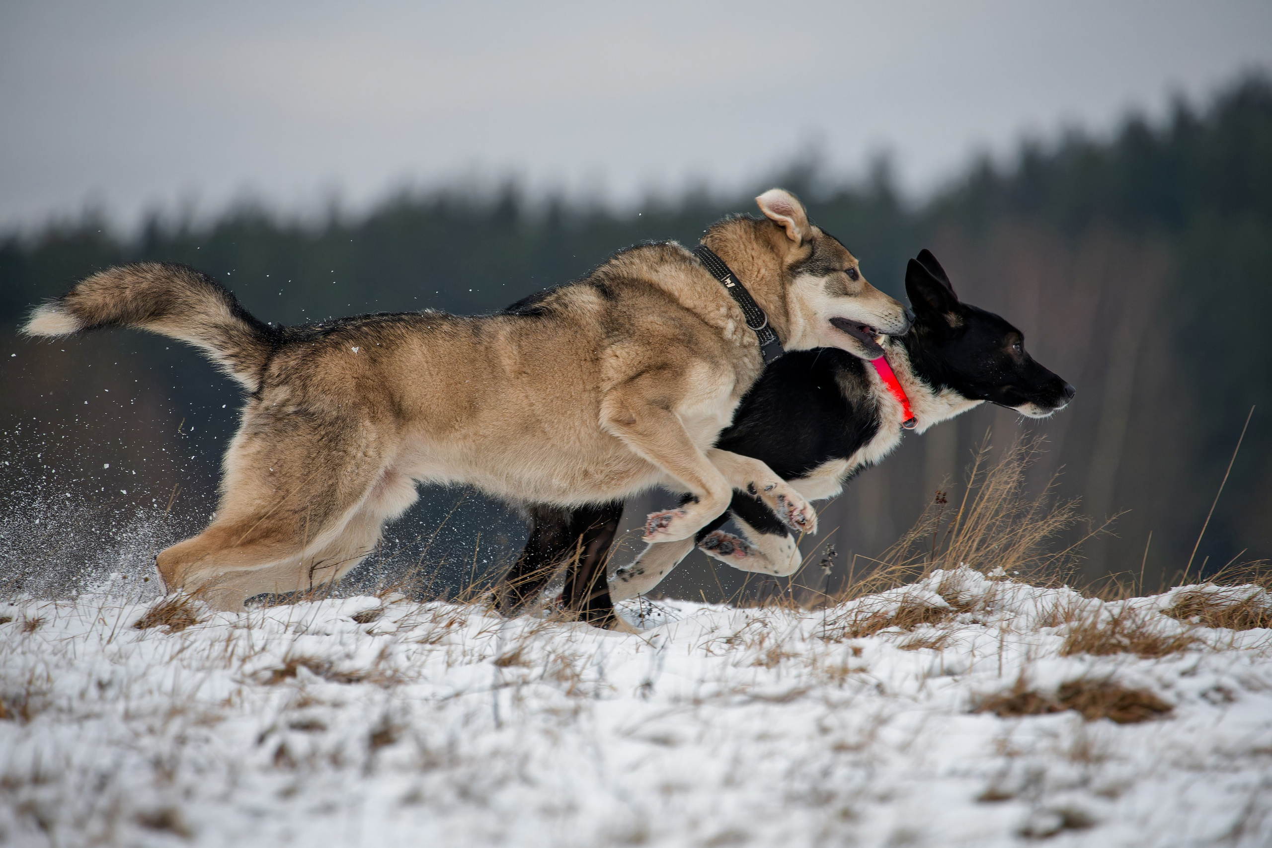 Собаки в движении. Irenephoto.ru
