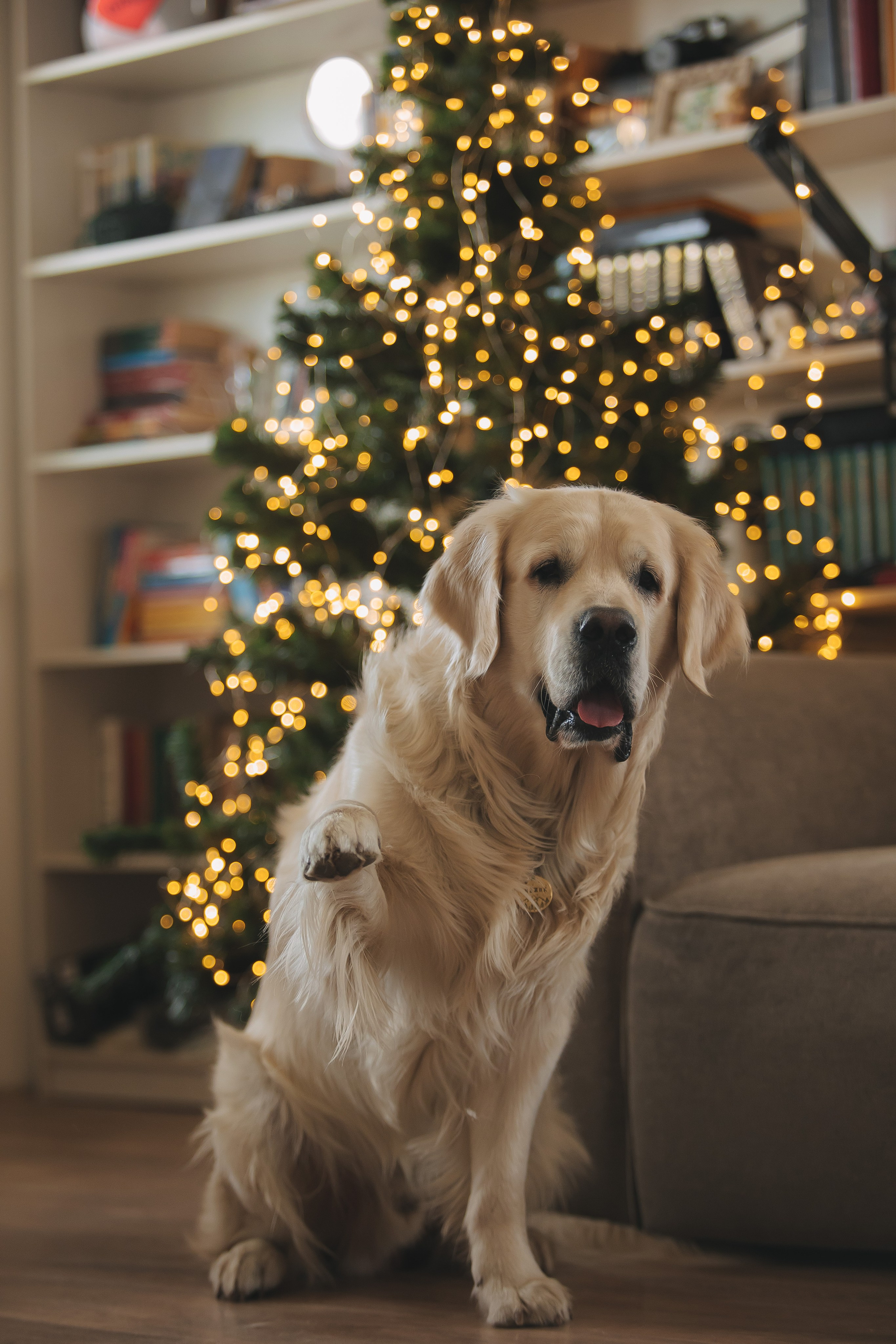 Снежик и Веста, НГ. Свадебный и женский фотограф
