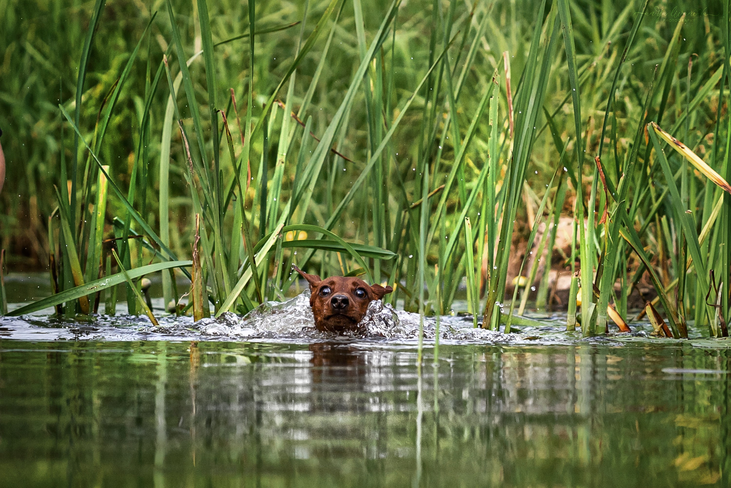 Водопады. Фотограф анималист Аня Ливанова | Рыбинск