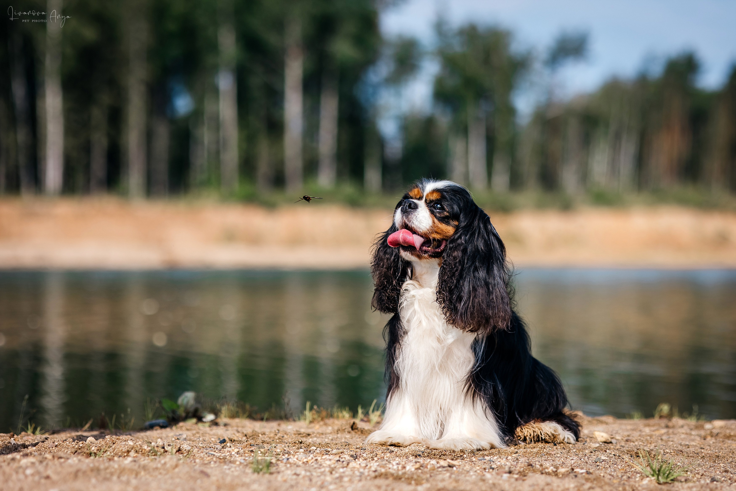 Троицкий карьер. Фотограф анималист Аня Ливанова | Рыбинск