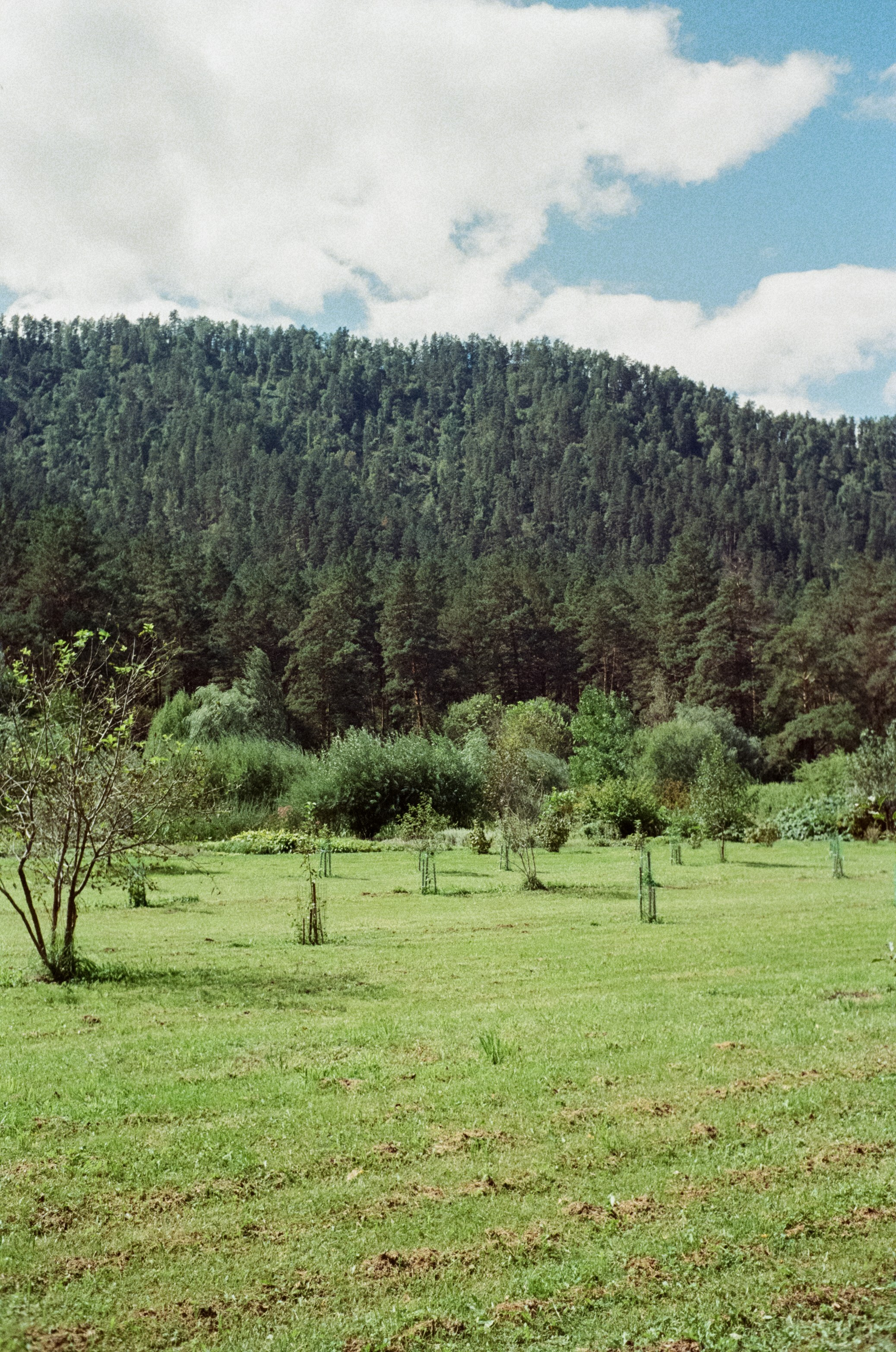 Горно-алтайский ботанический сад, база Кедровый остров / 27 августа 2024 года