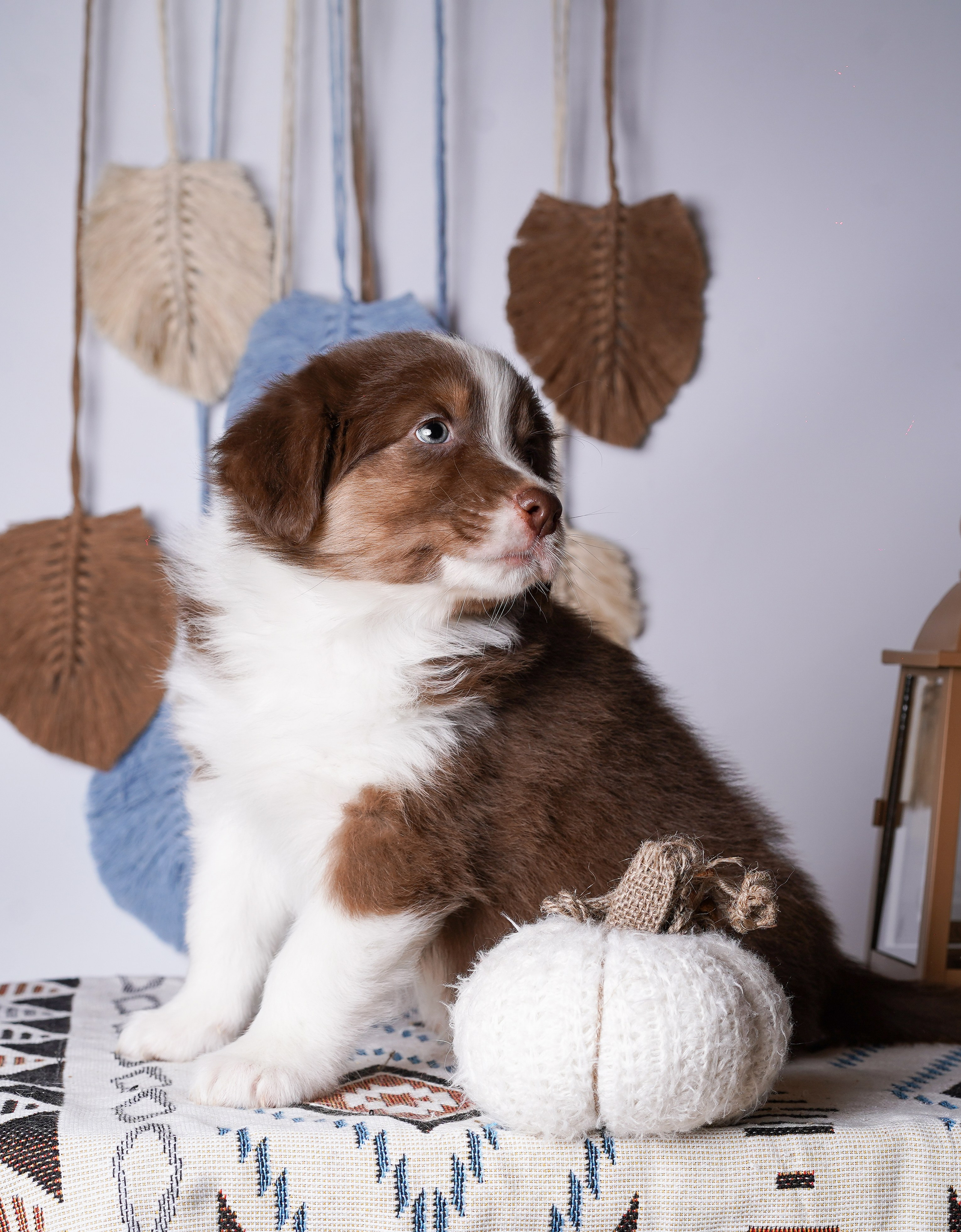 Щенки аусси. Фотограф-анималист в Санкт-Петербурге Яна Мартынова