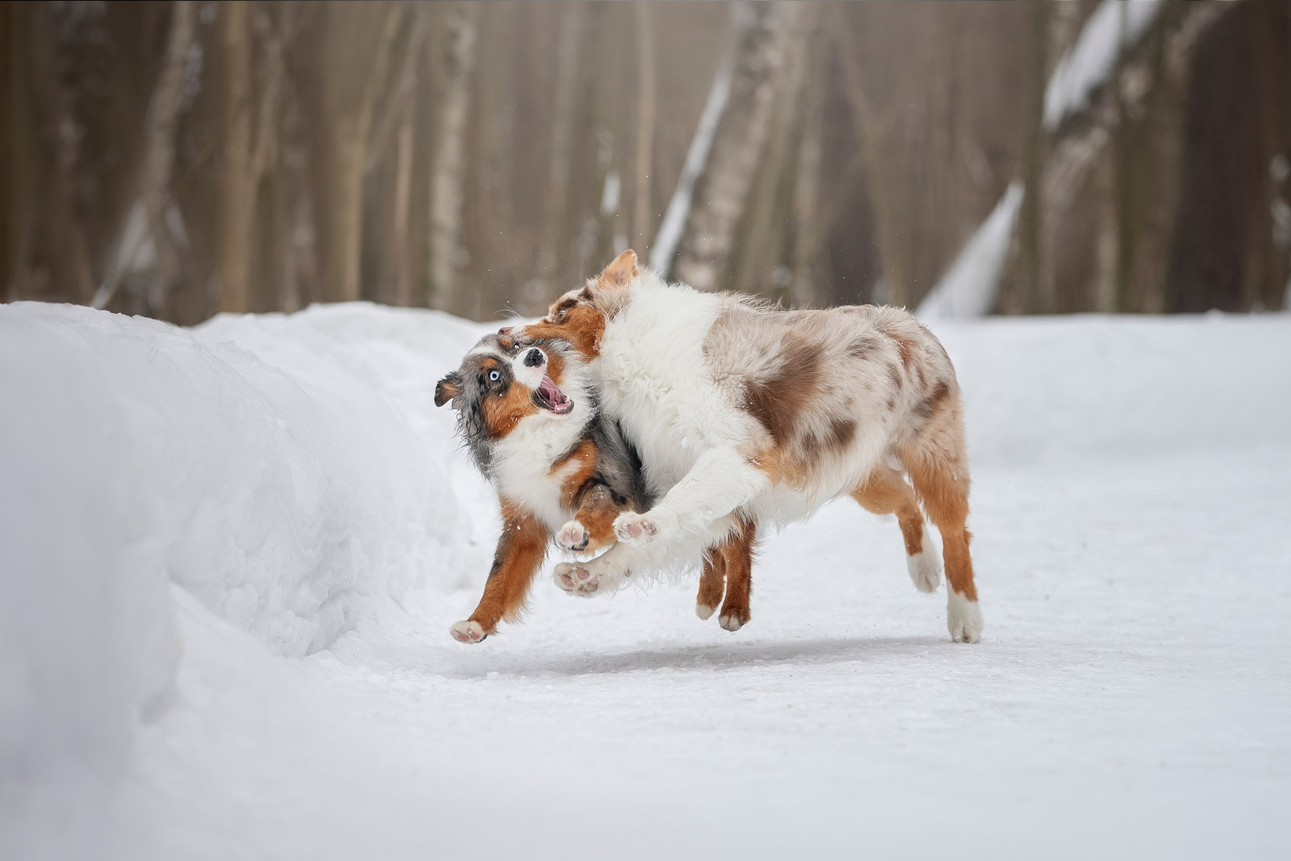 Дария, Макс, Сезам и Чили. Фотограф анималист в Москве Майорова Евгения