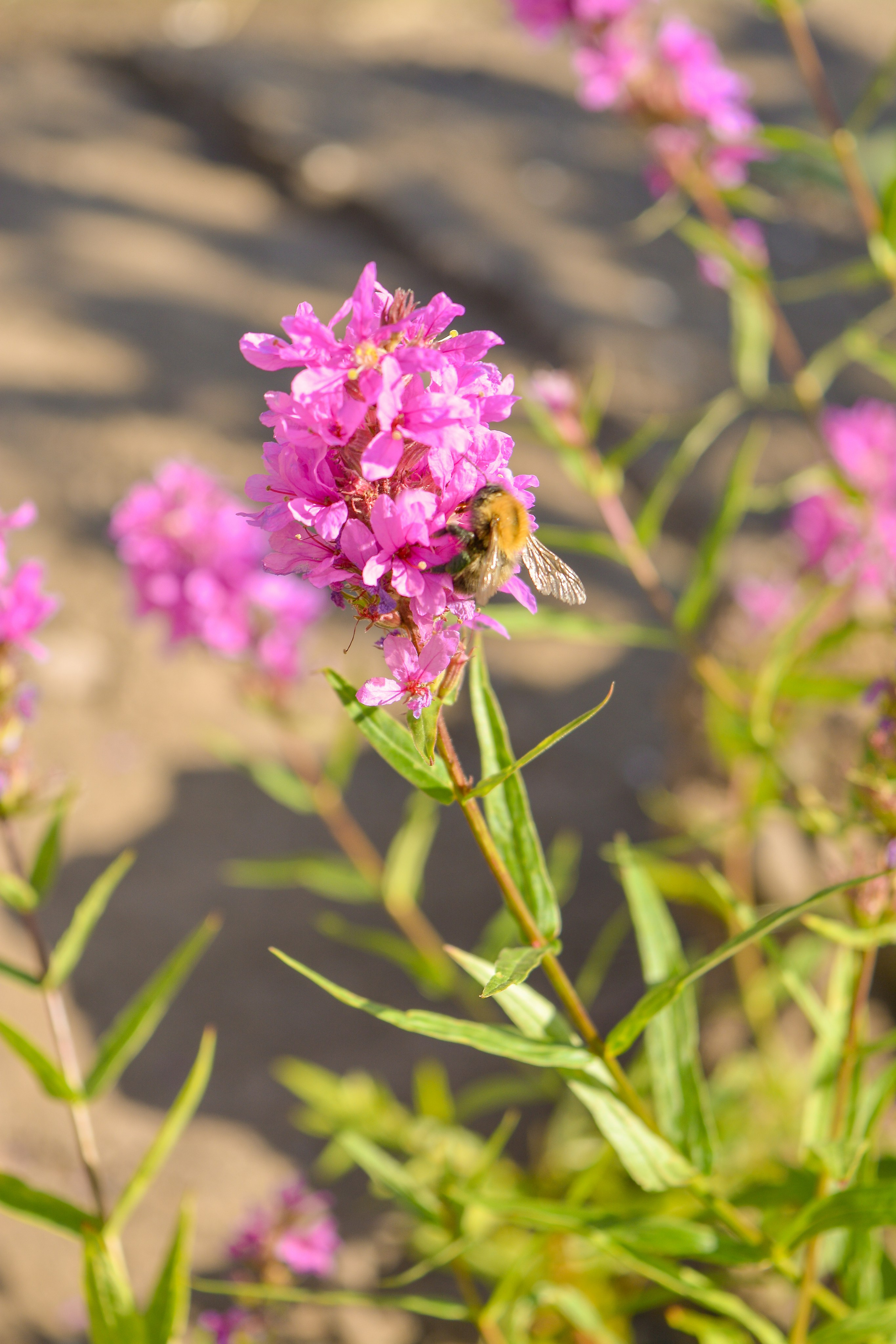 In the field. Vcut studio| Фотограф Валерия Мустаева