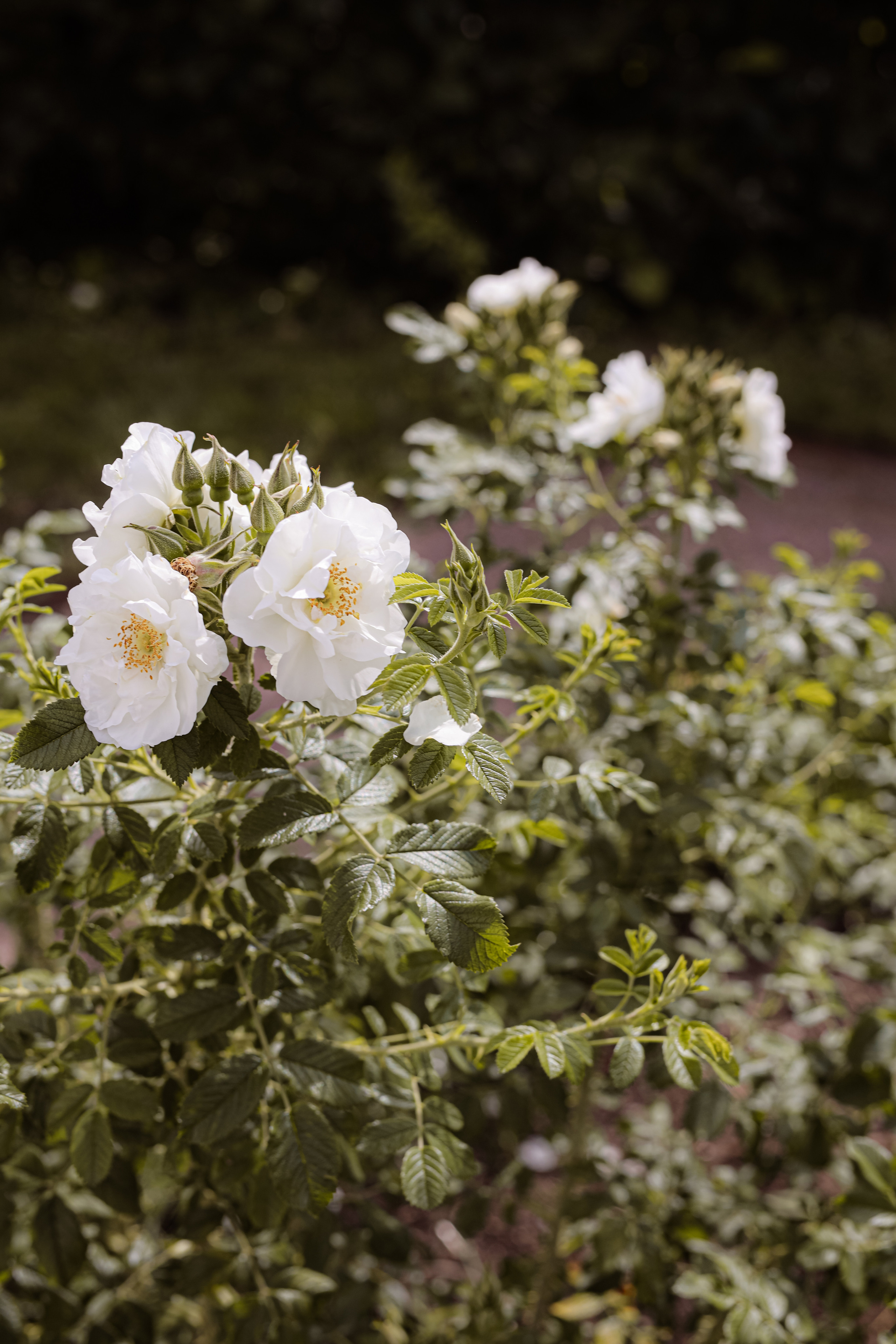 Кусково. Фотограф Артапова Алёна москва