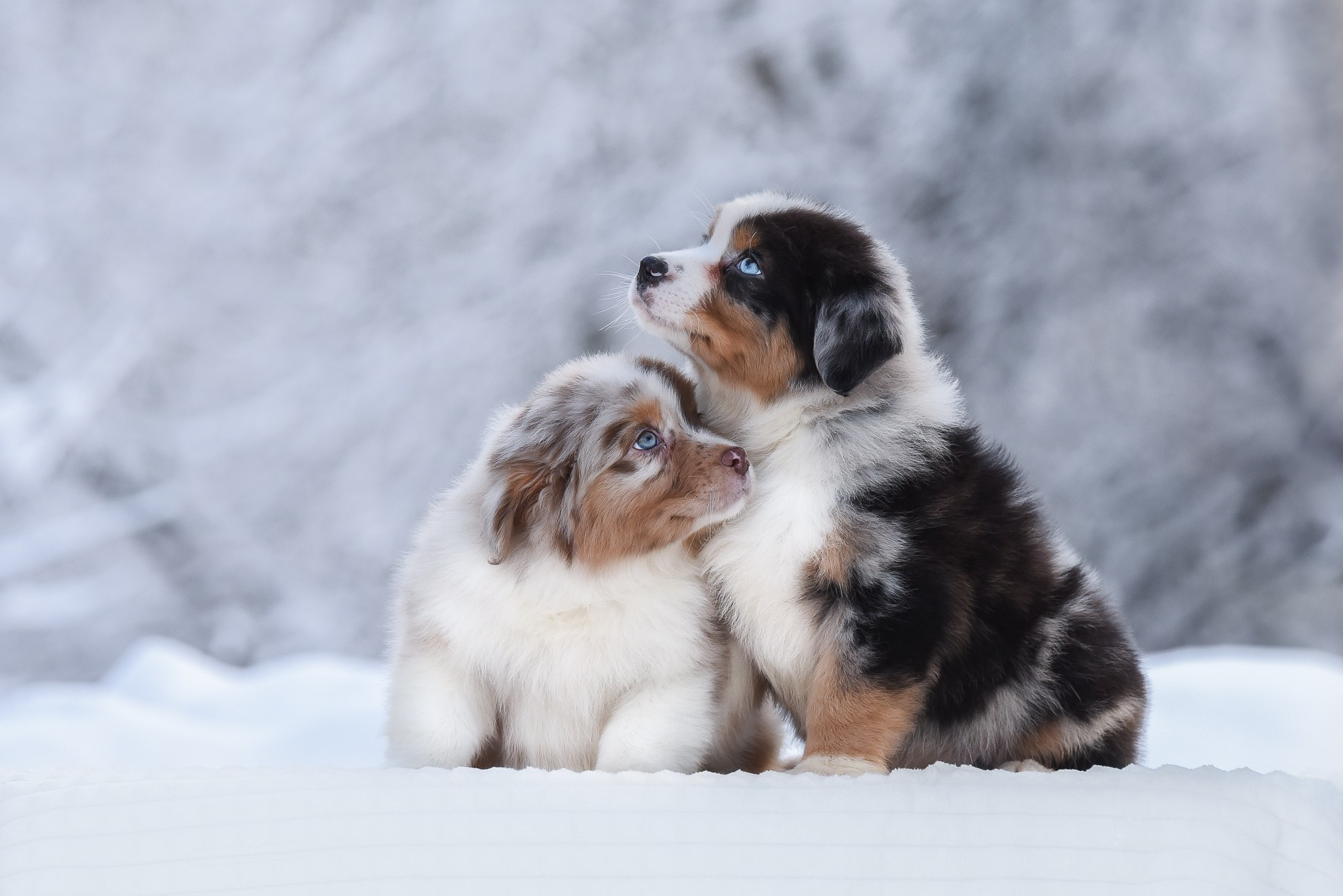 Обучение анималистической фотографии