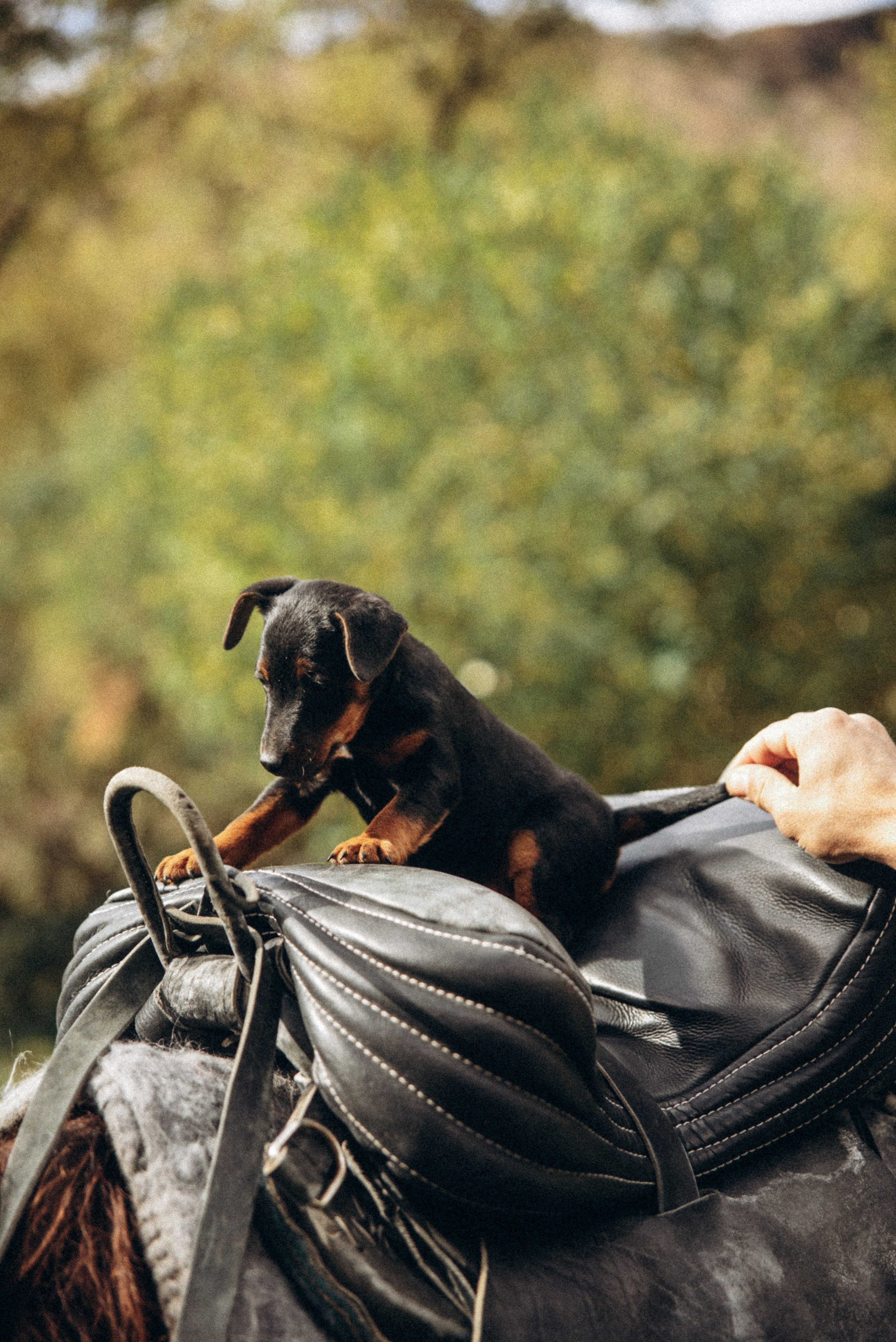 Конный поход 🇬🇪 «PVD Club». Anita_photo