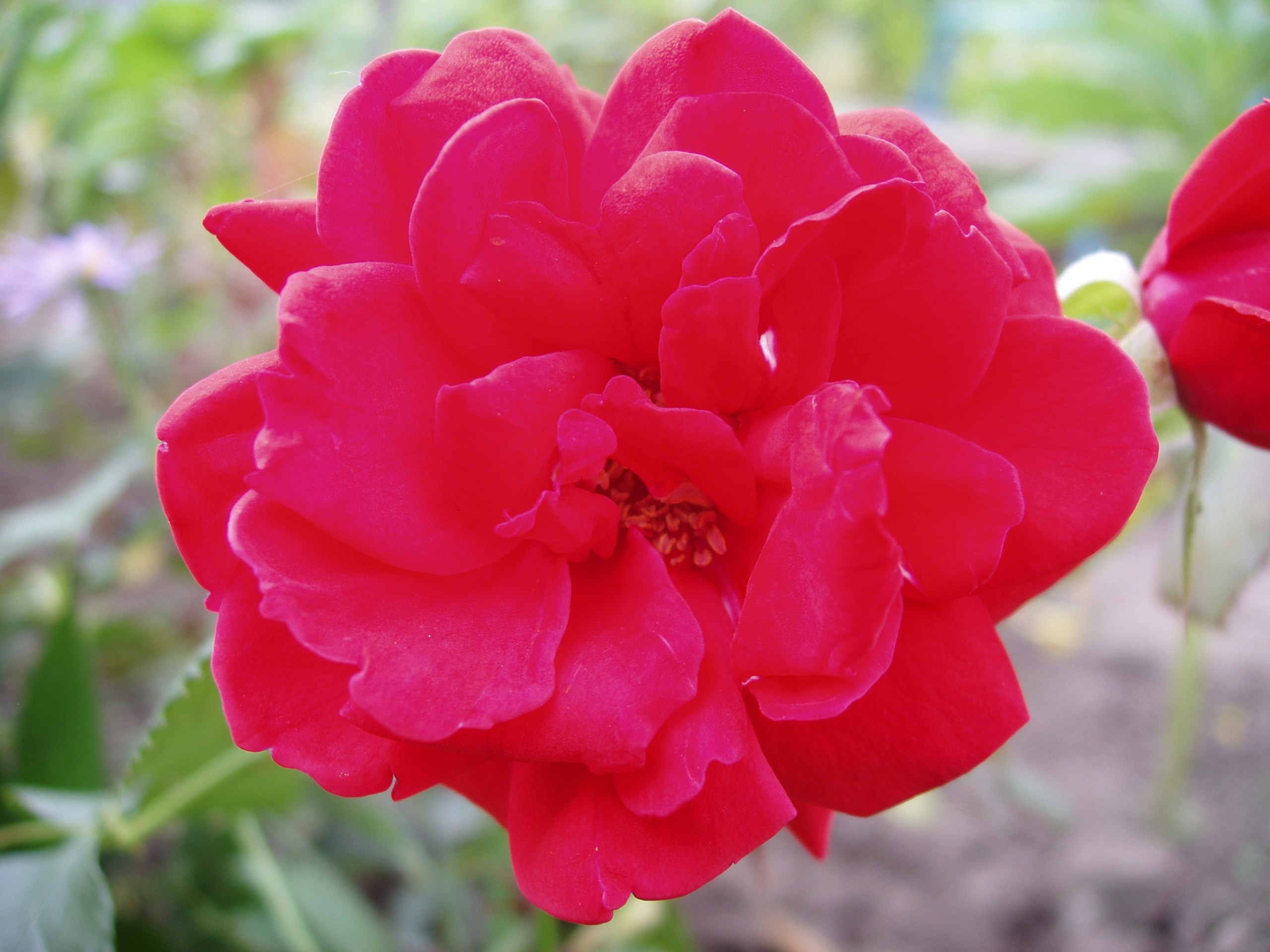 Отпуск 20.07-17.08. Семейный, Свадебный фотограф СПБ Питер— Романова Екатерина