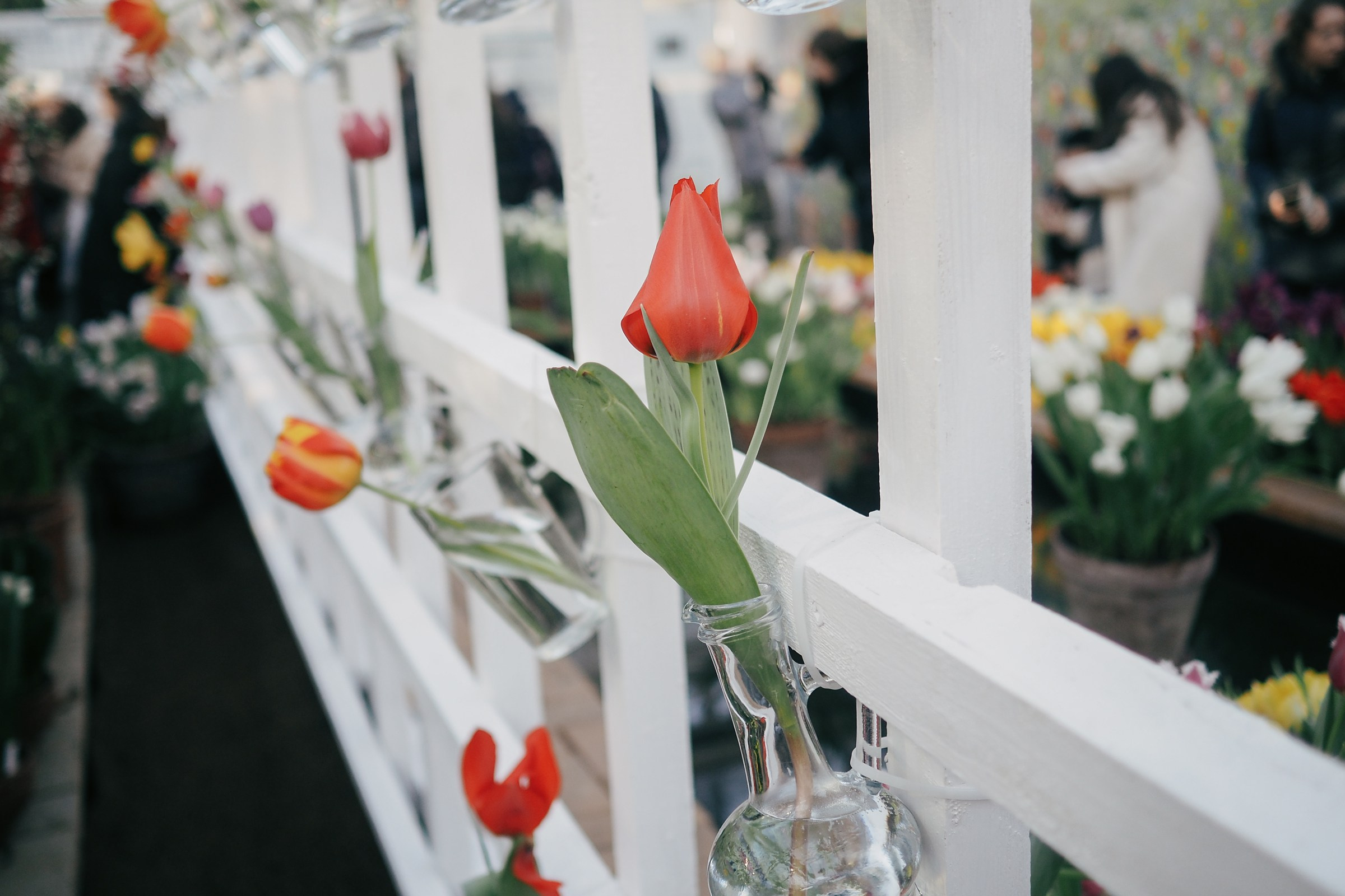 Аптекарский огород. Маруся Машкова • Фотограф в Москве
