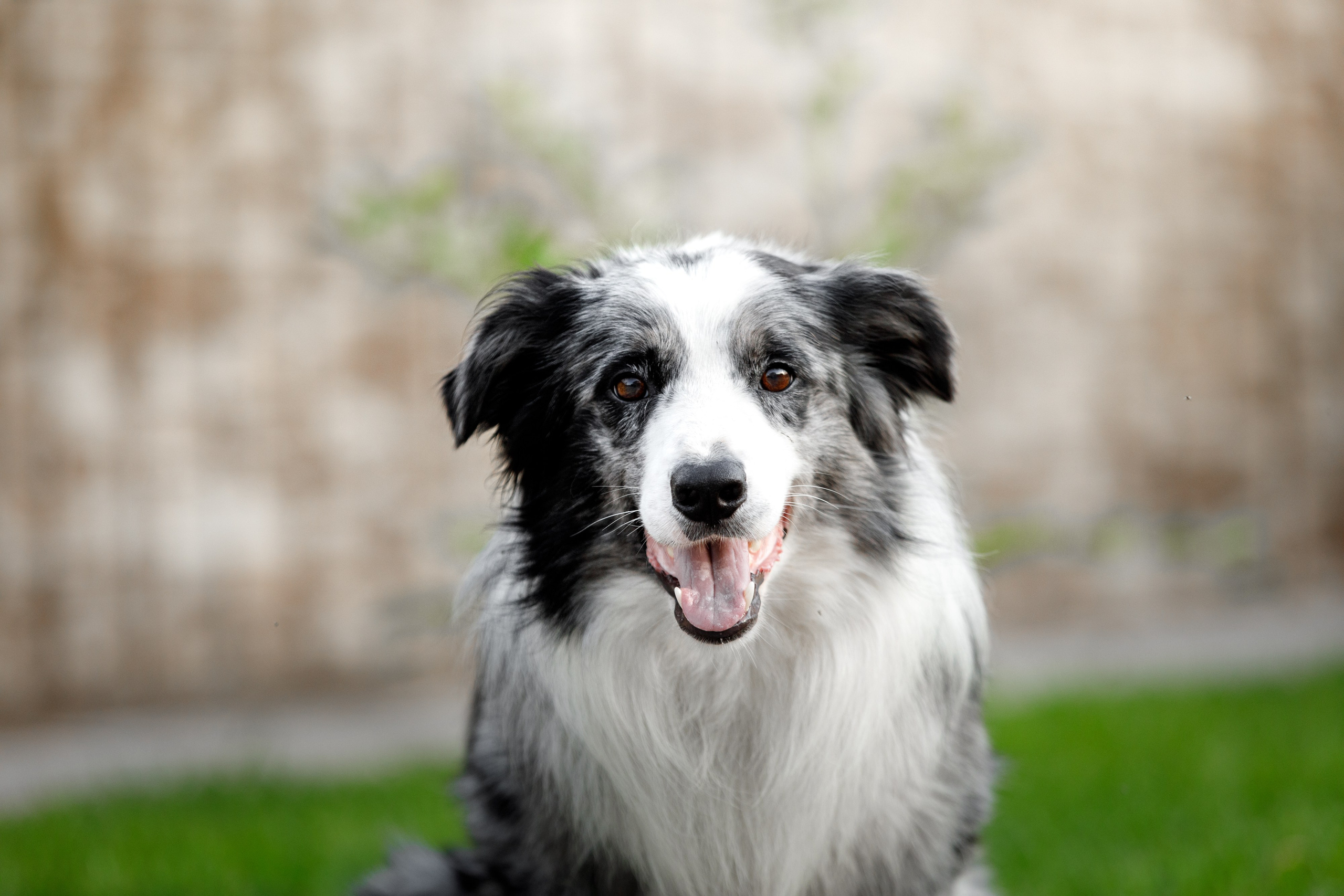 Болтовня в саду. О нас