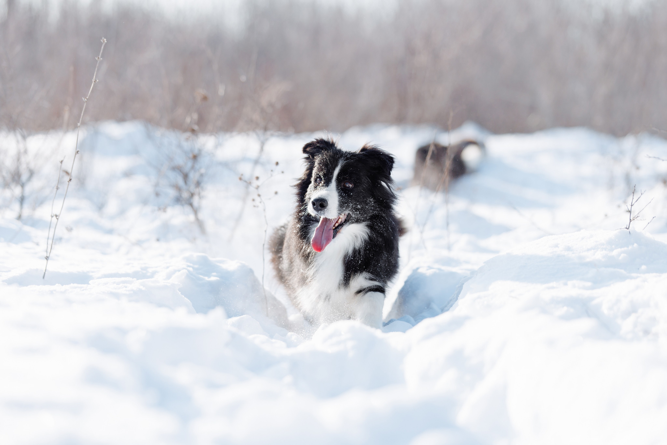 Яркий январь. О нас