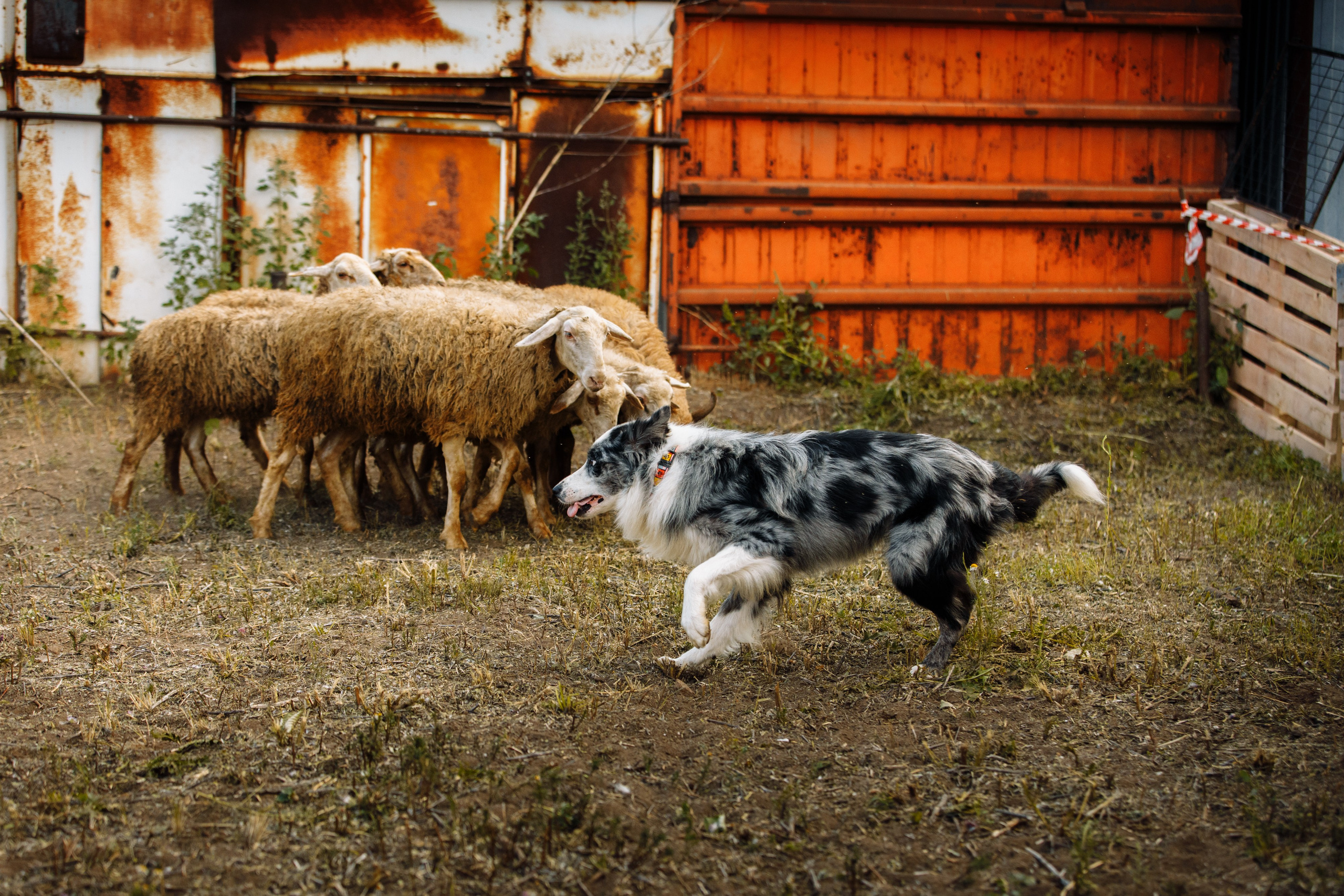 Овечий день. О нас