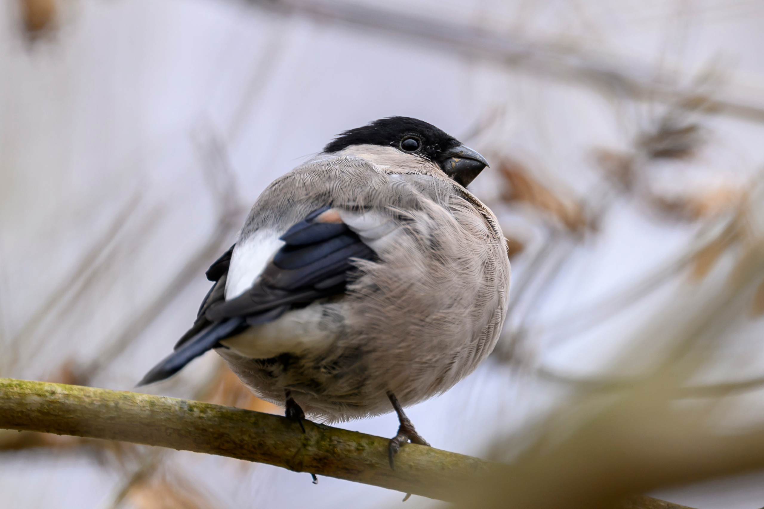 Осень. Олени, тетерева и снегири. Wildlife photography by Sergey Puponin