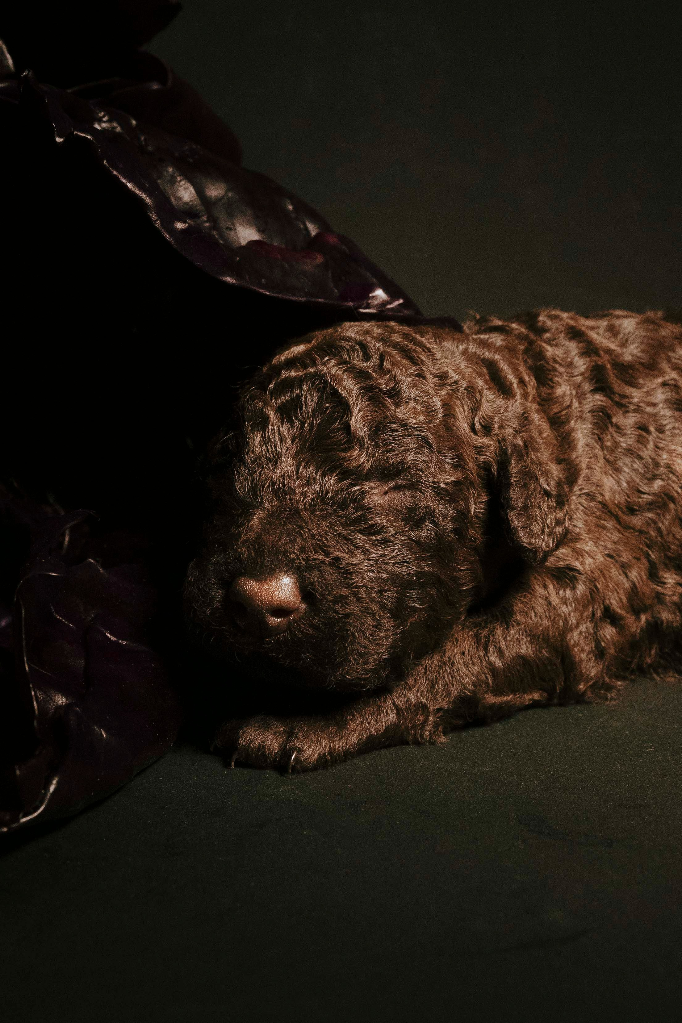 Испанские водяные. Фотограф- анималист Александра Матвеева