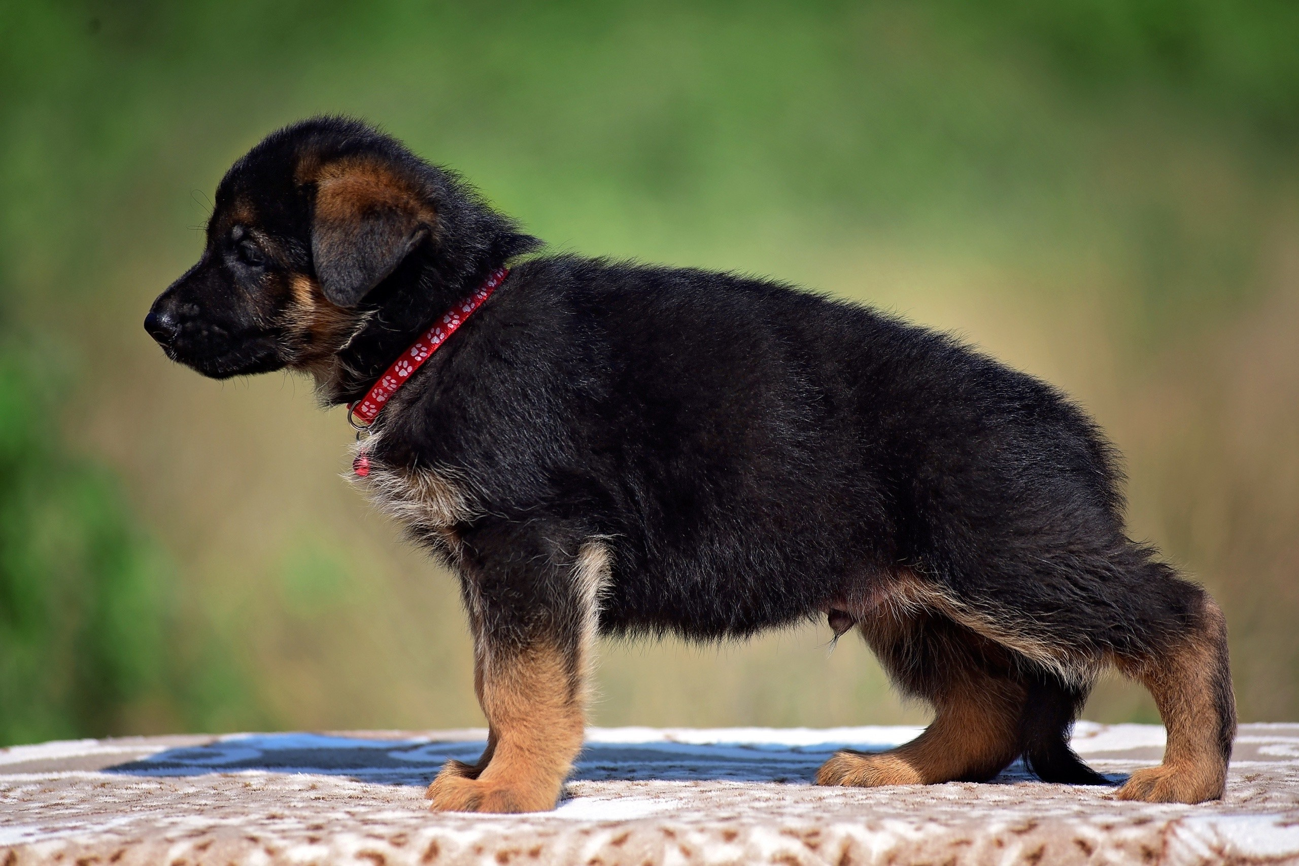 Animal. Главная