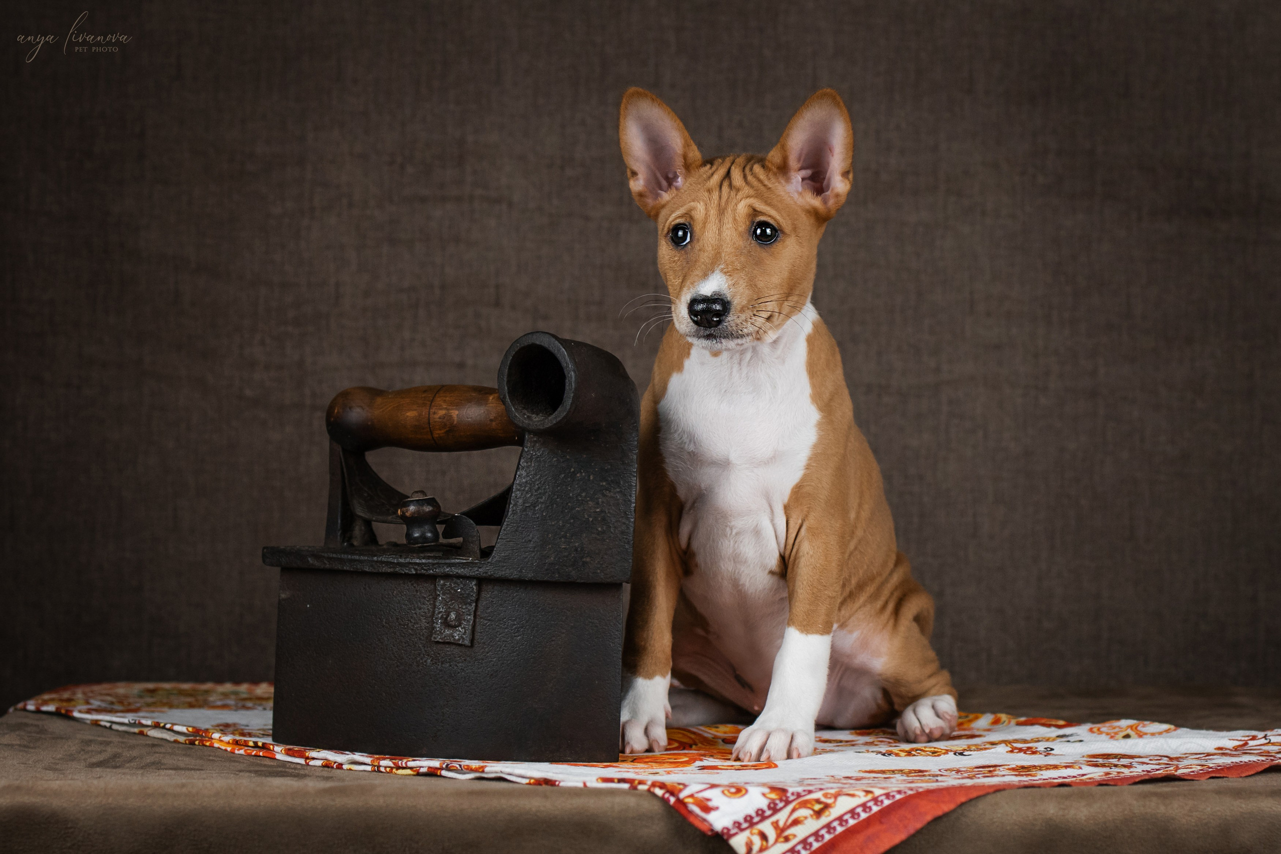 Басенджи. Фотограф анималист Аня Ливанова | Рыбинск