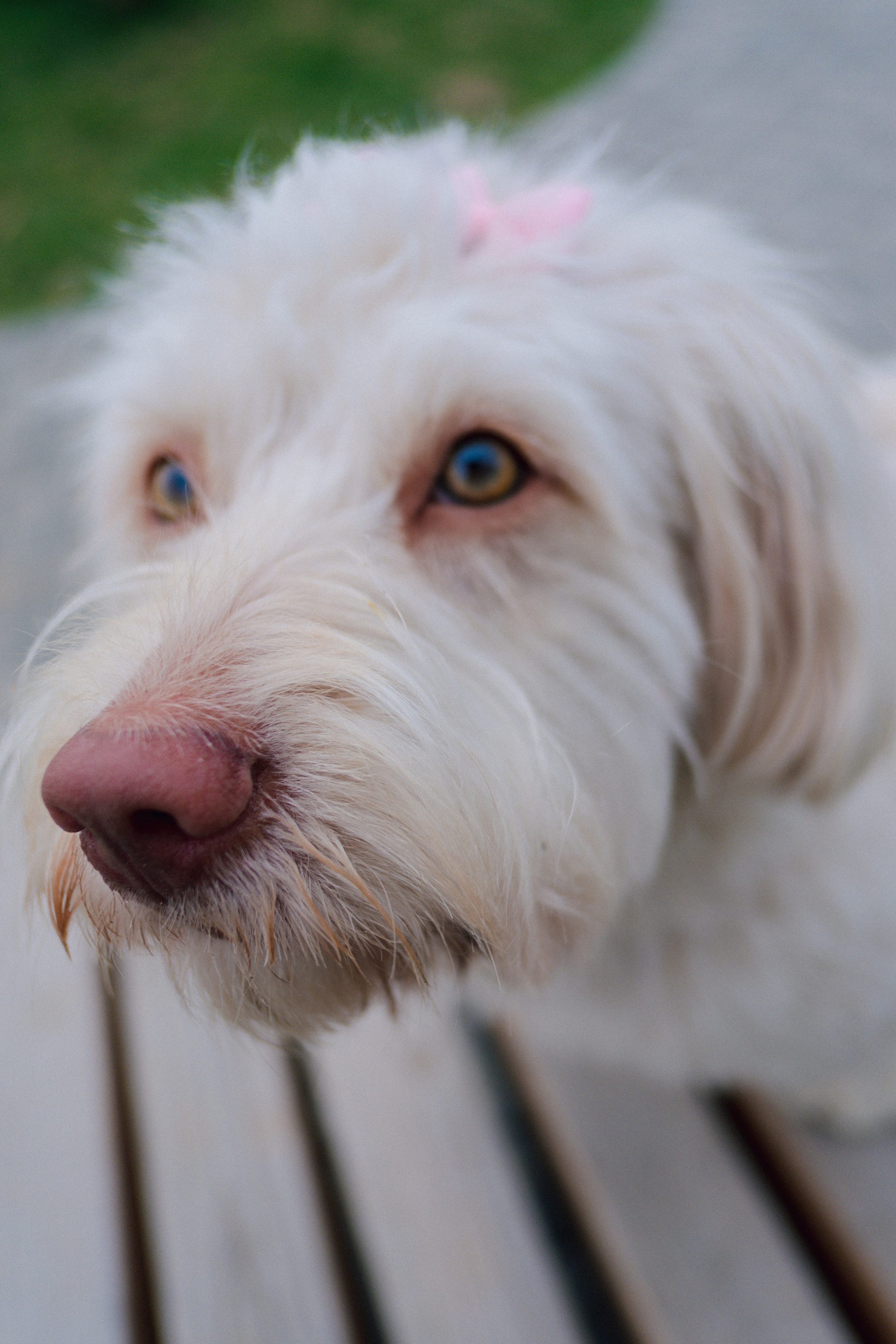 Pets. Фотограф в Москве Daria Lens